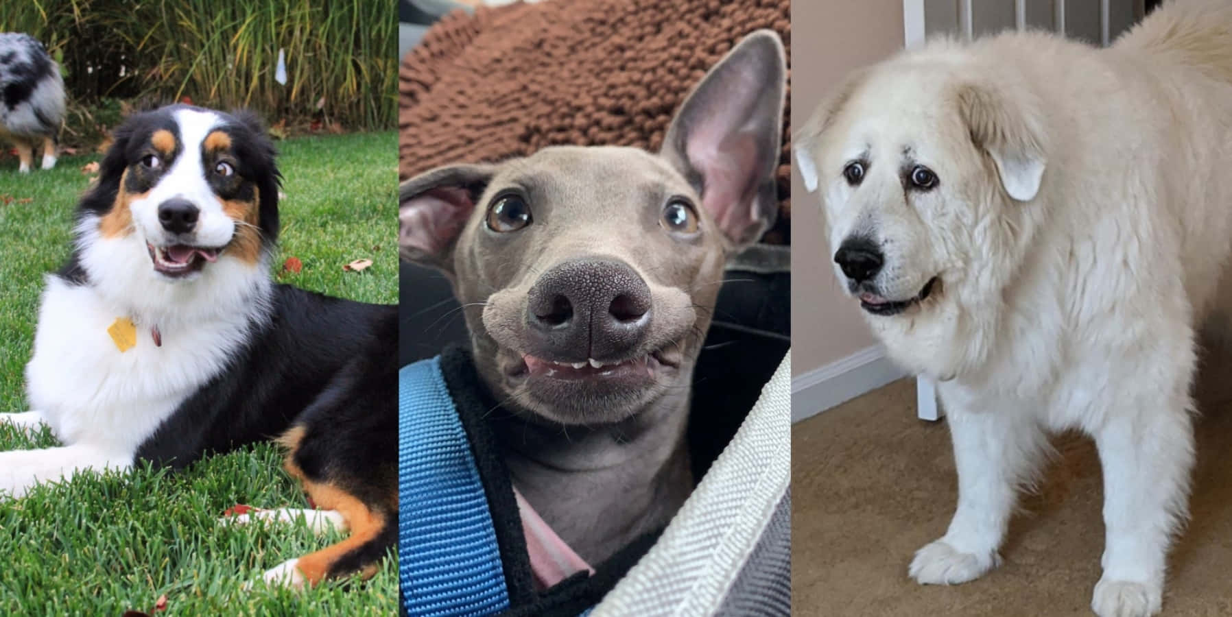 Sjove hunde meme populært billede Wallpapers