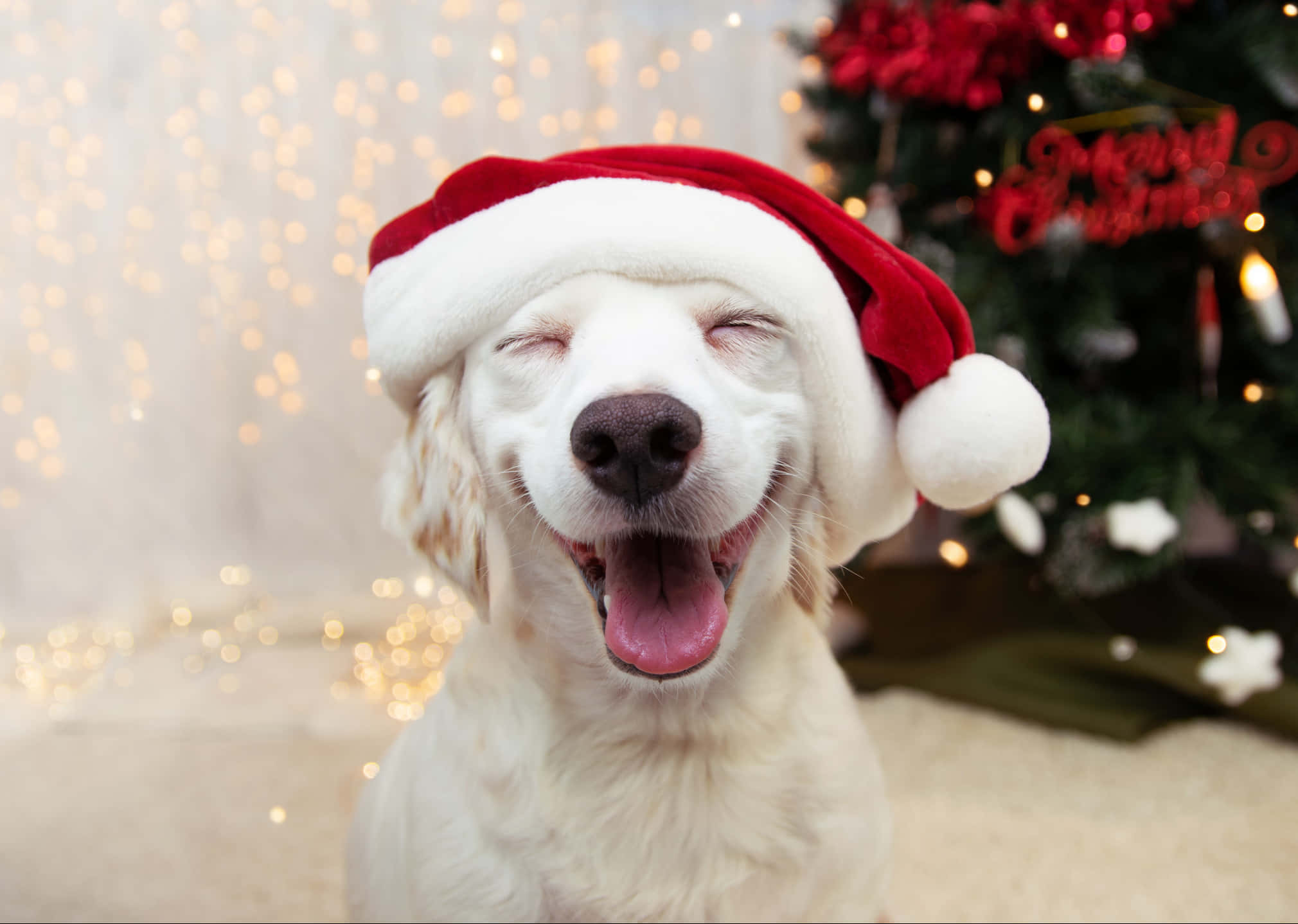 Sjove julebilleder Wallpapers