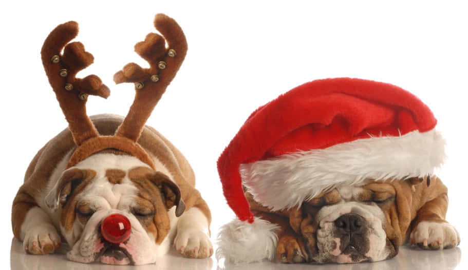 Sjove julebilleder Wallpapers