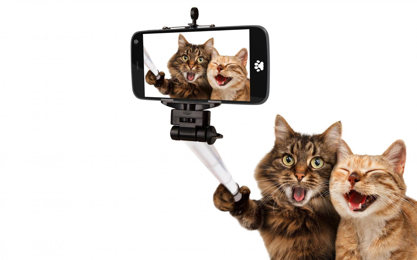 Sjove kattevenner tager selfie Wallpapers