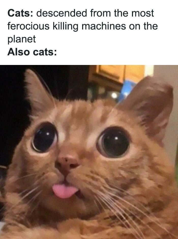 Sjove memes med kat der stikker tungen ud billeder Wallpapers