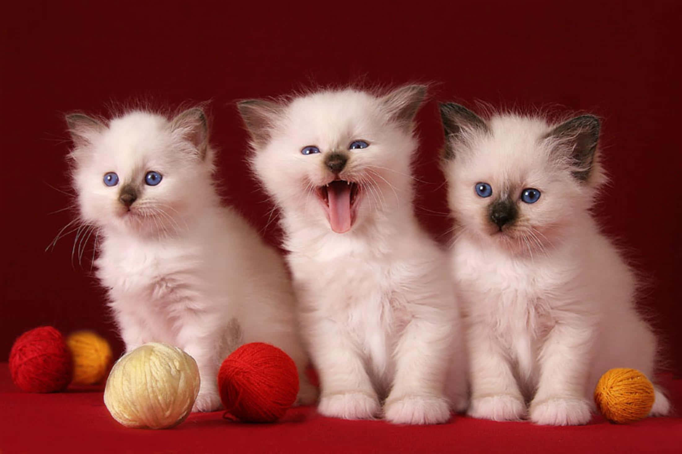 Sjove søde katte billede Wallpapers