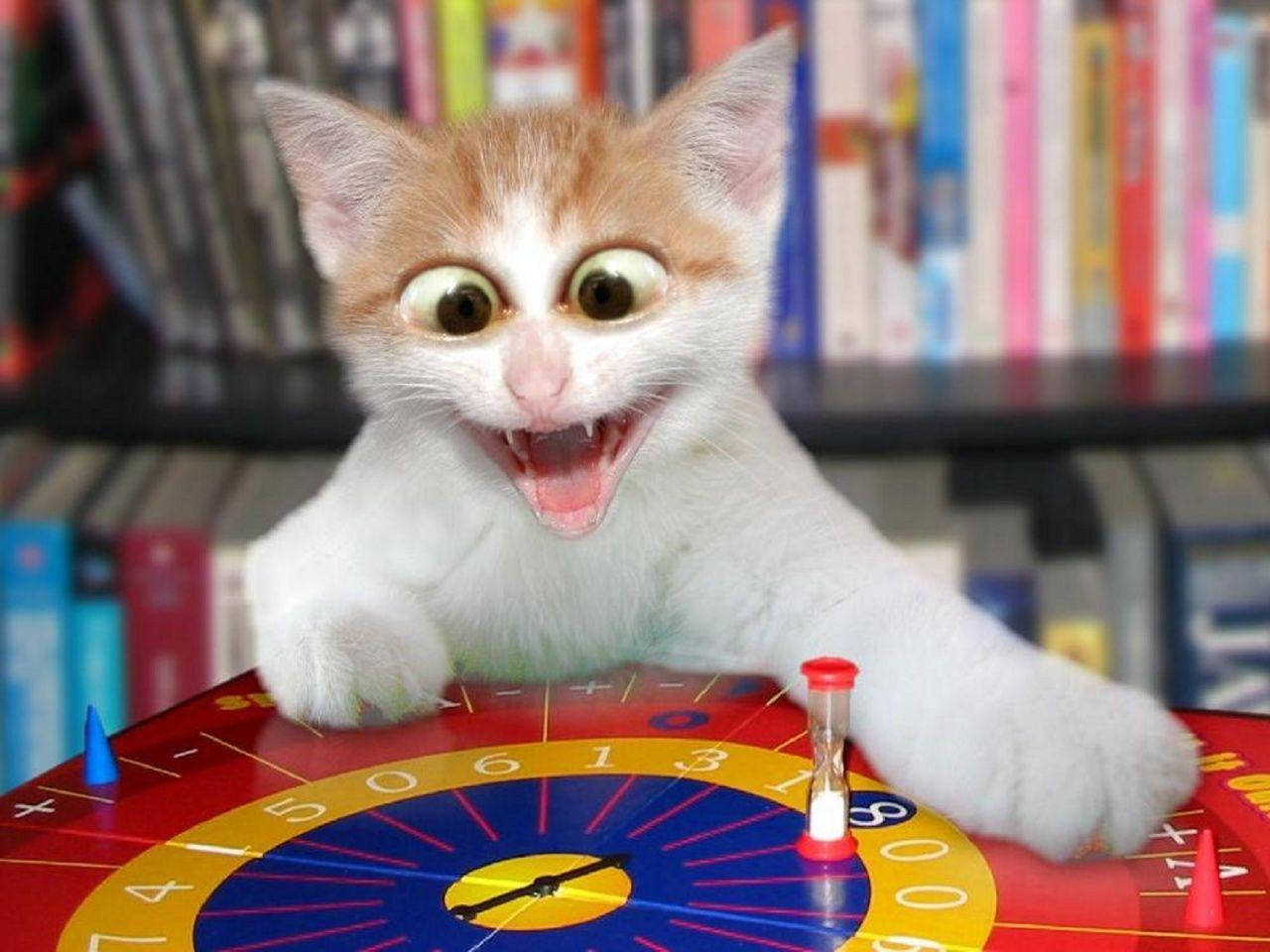 Sjovt ansigt på en morsom kat Wallpapers