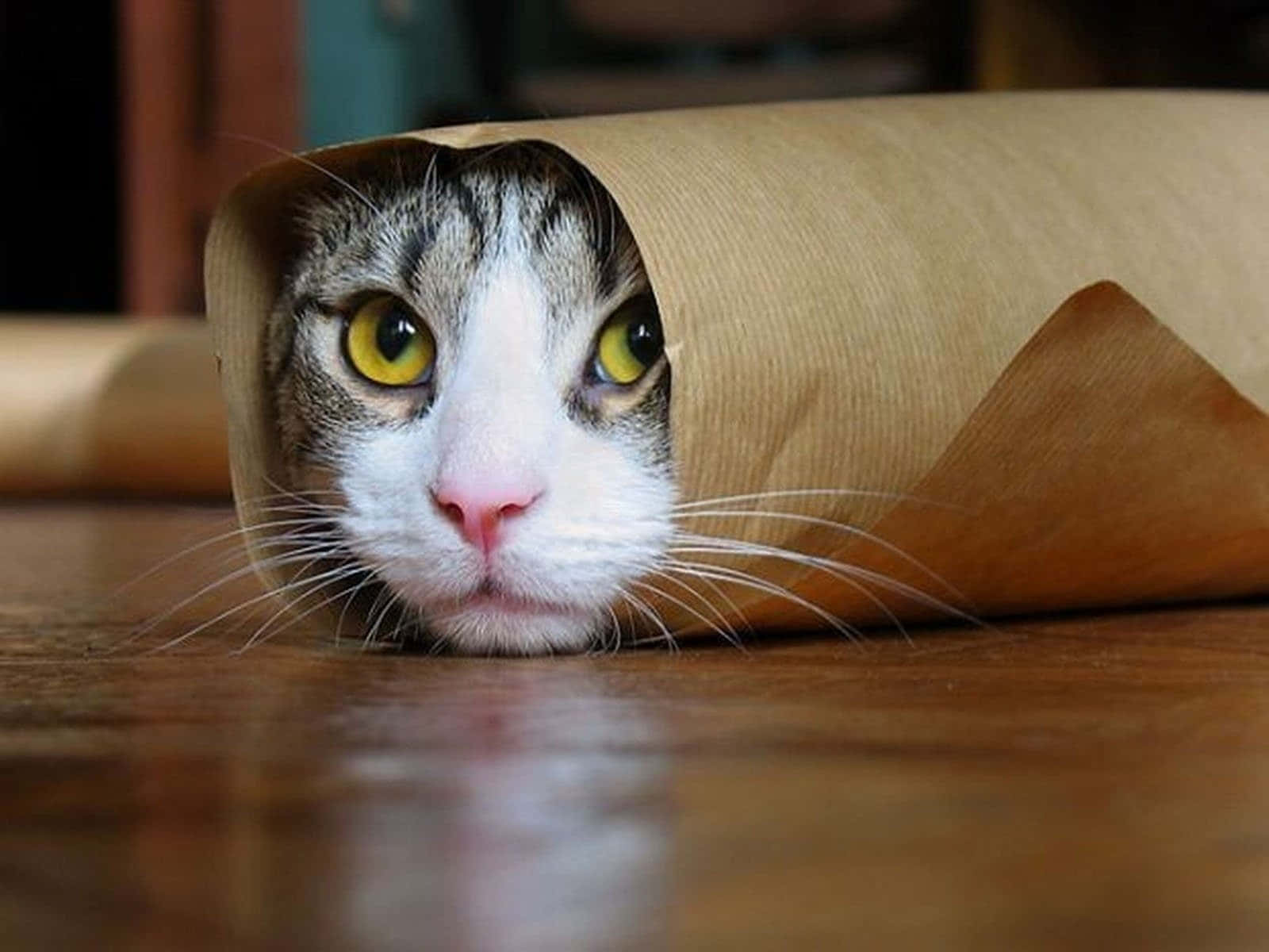 Sjovt billede af en forbandet burritokat Wallpapers