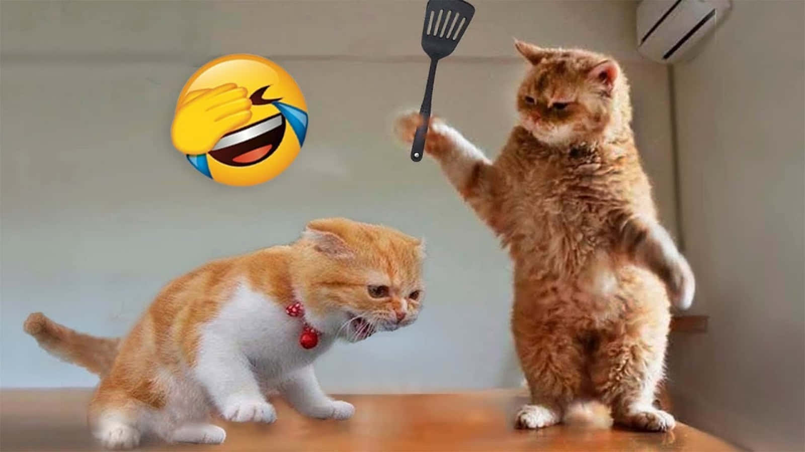 Sjovt katte-meme med to katte i kamp og emojis Wallpapers