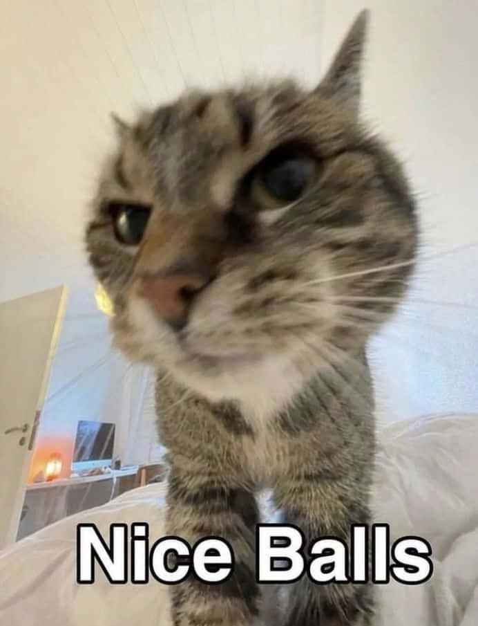 Sjovt katte meme med teksten Nice Balls Wallpapers