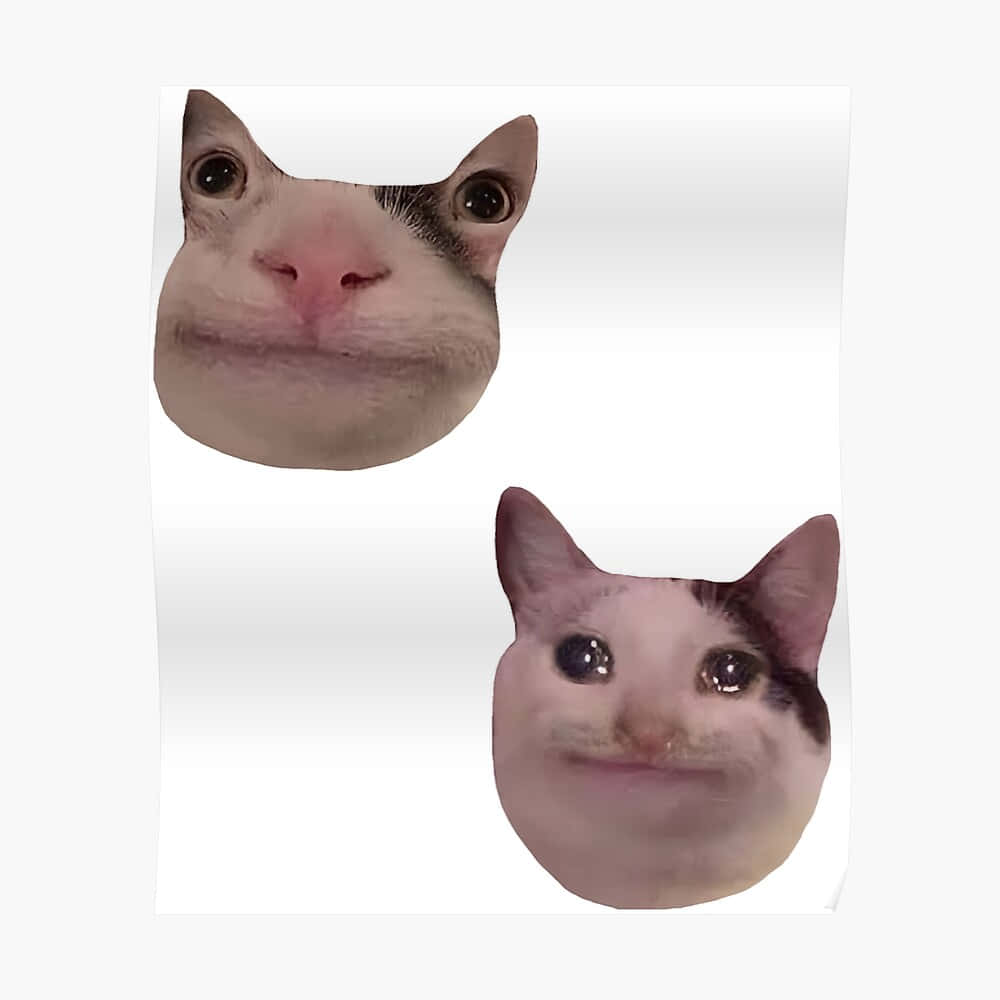 Sjovt meme-kat Discord-profilbillede Wallpapers