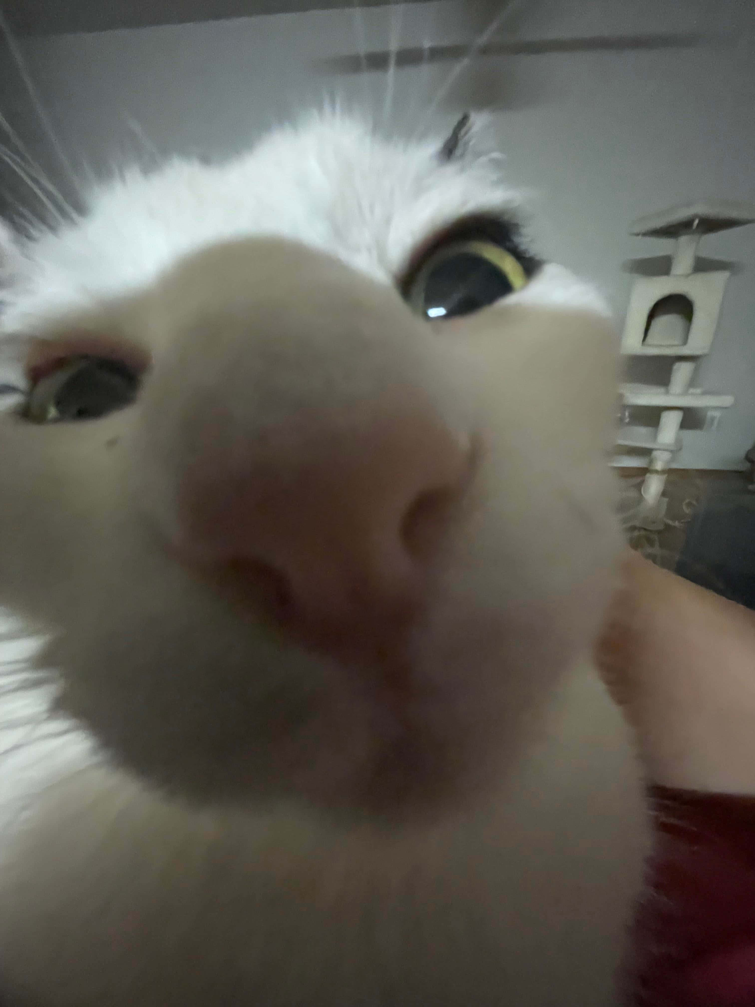 Sjovt nærbillede af sød kat som profilbillede Wallpapers