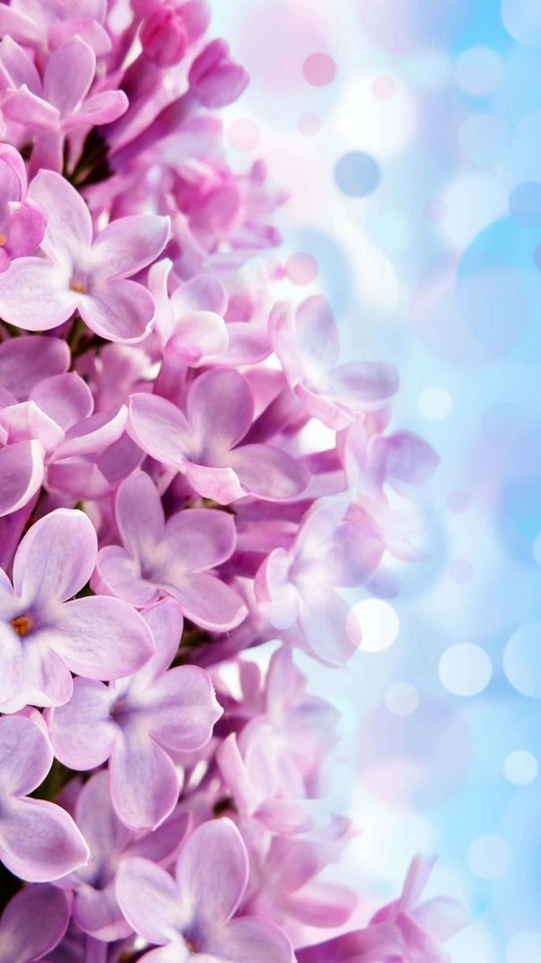 Skab et farverigt statement med denne smukke blomster iPhone-baggrund Wallpapers