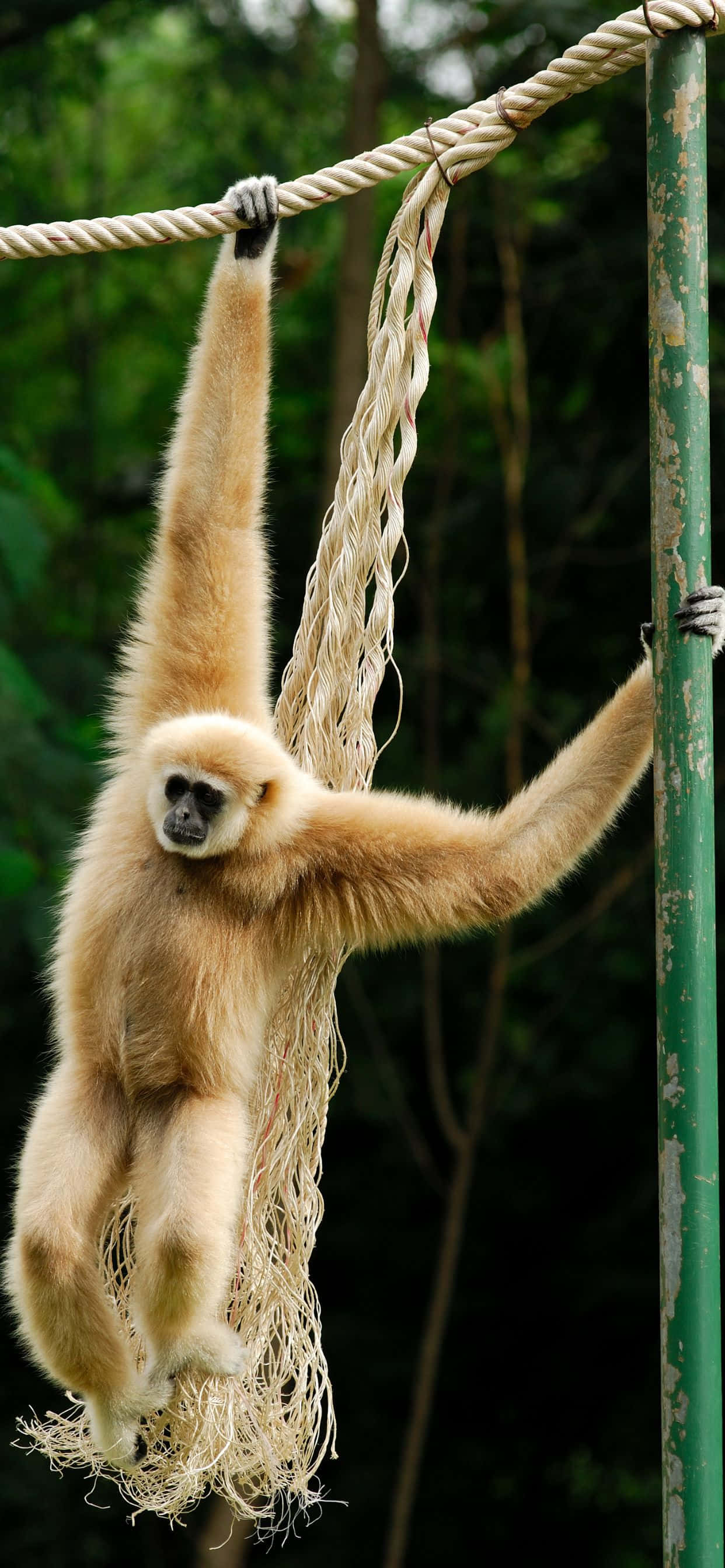Skil dig ud fra mængden med iPhone Xs Max Gibbon Wallpapers