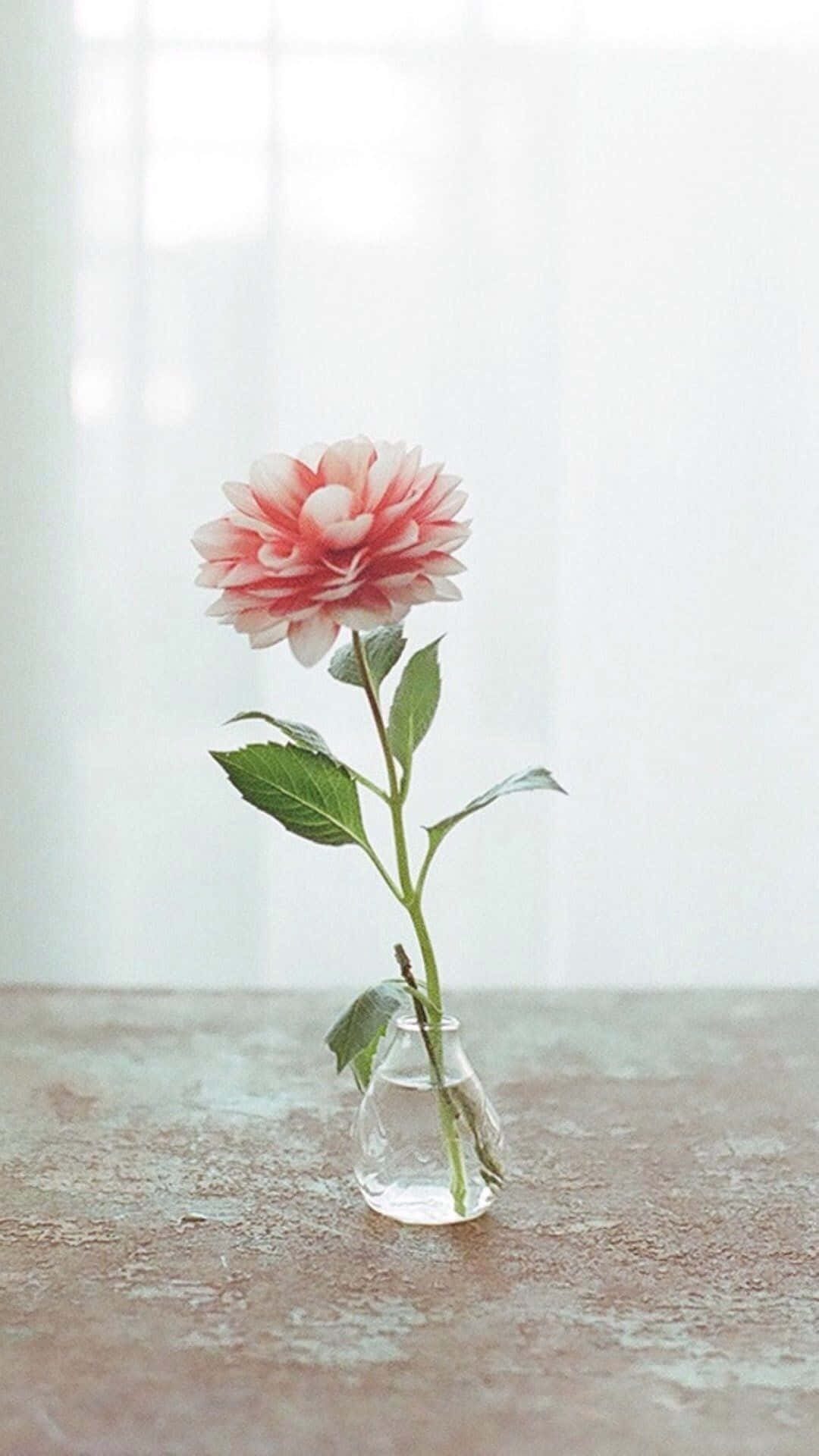 Skil dig ud med den lyserøde blomster-iPhone Wallpapers