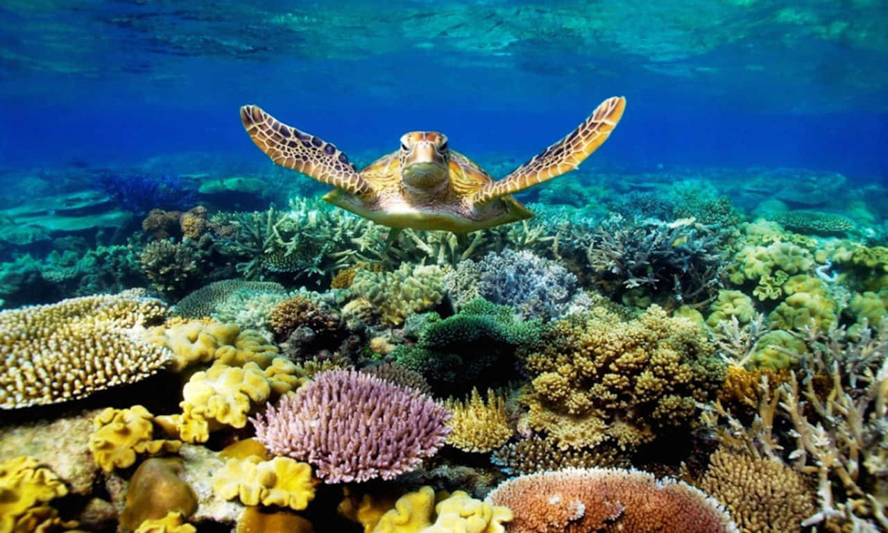 Skildpadde svømmer under havet æstetisk billede Wallpapers