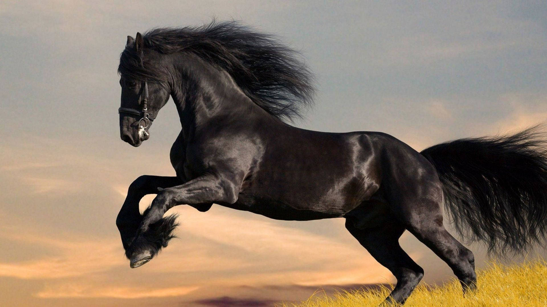 Skinnende sort sød hest Wallpapers