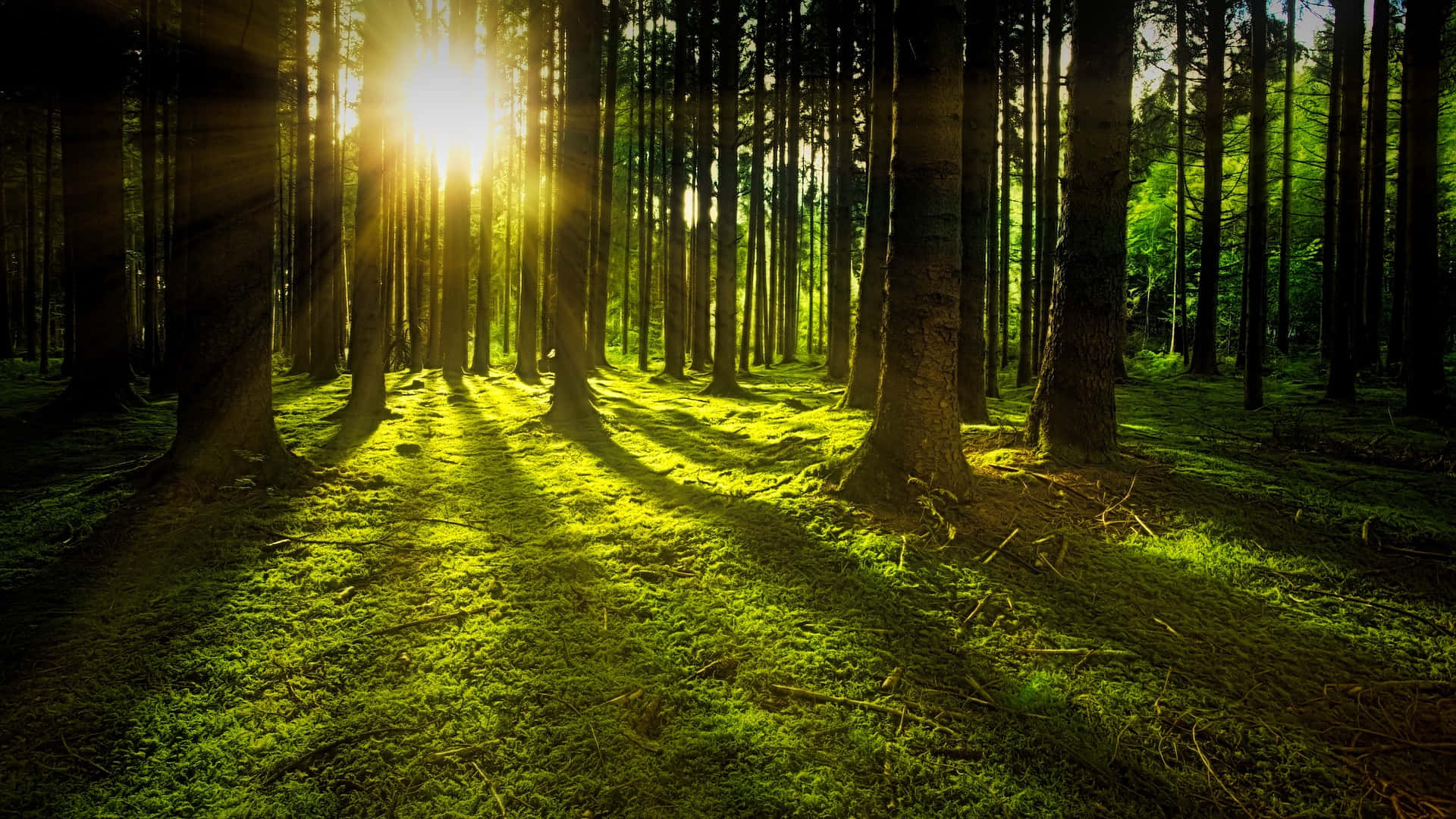 Skønt sollys i den smukke skov Wallpapers
