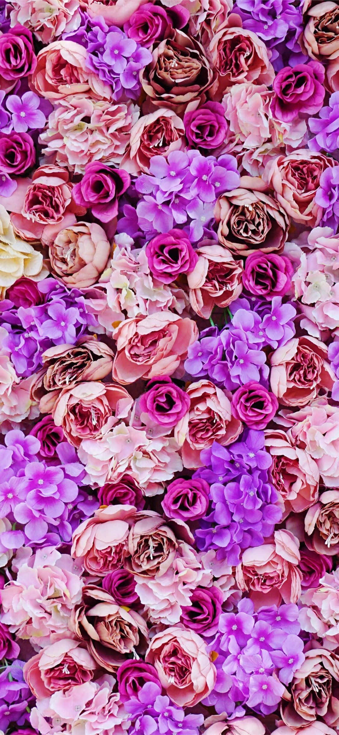 Skønheden af en lilla blomst. Wallpapers