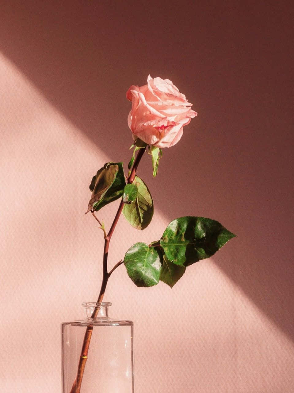 Skønheden i en æstetisk blomst Wallpapers