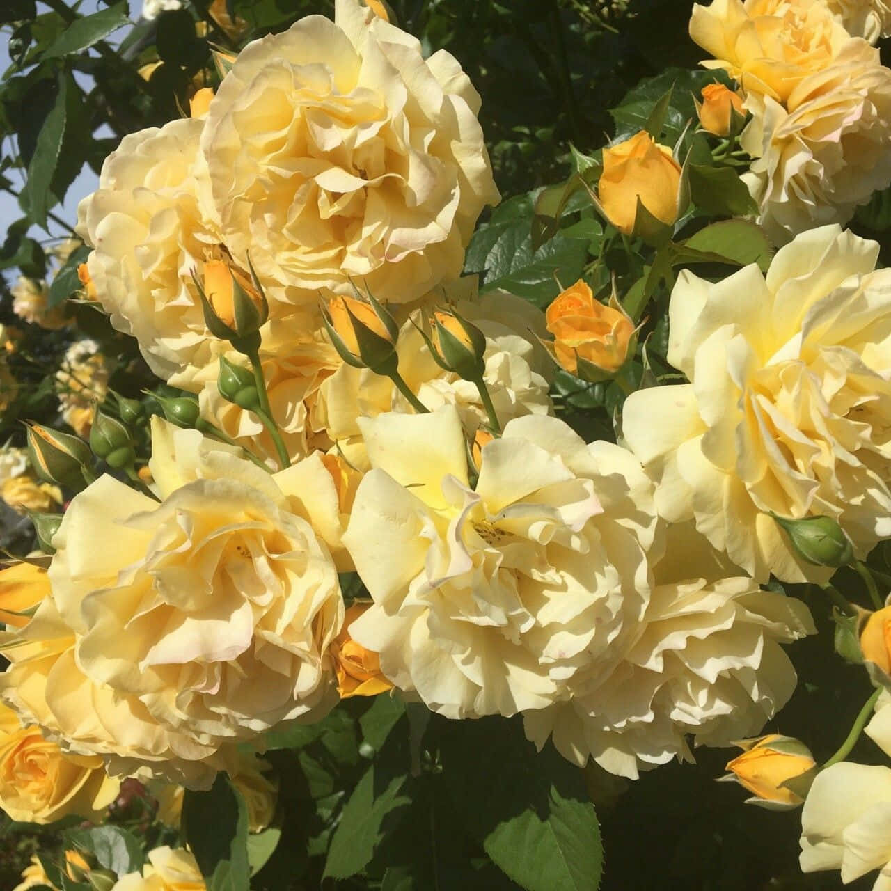 "Skønheden ved en delikat æstetisk blomst" Wallpapers