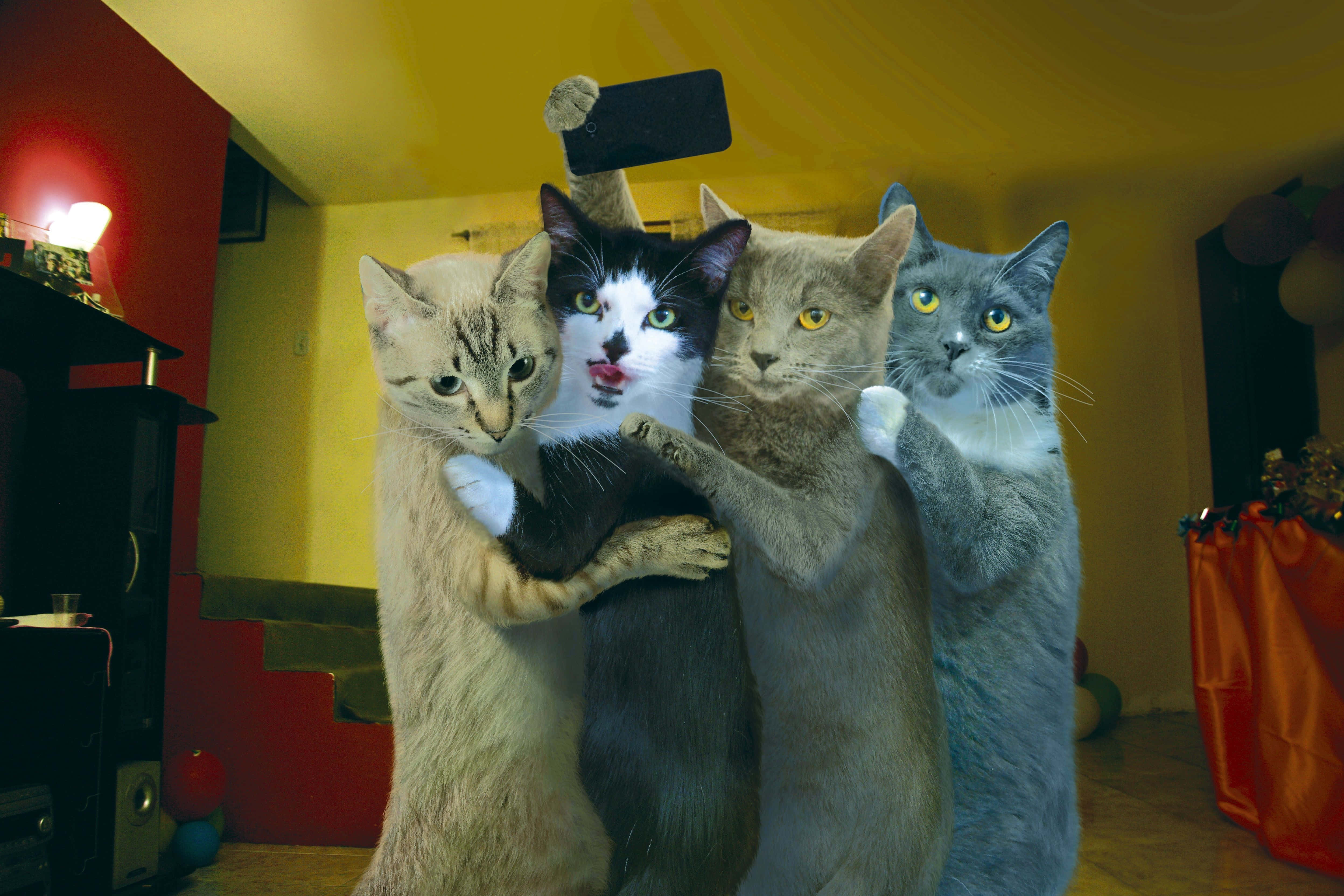 Skøre Streger: Nysgerrig kat fanget på fersk gerning Wallpapers