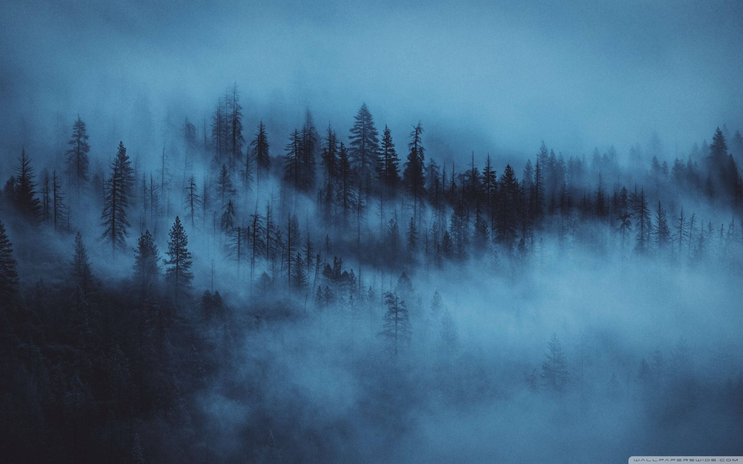 Skogbaggrund Tåge Nat Wallpapers