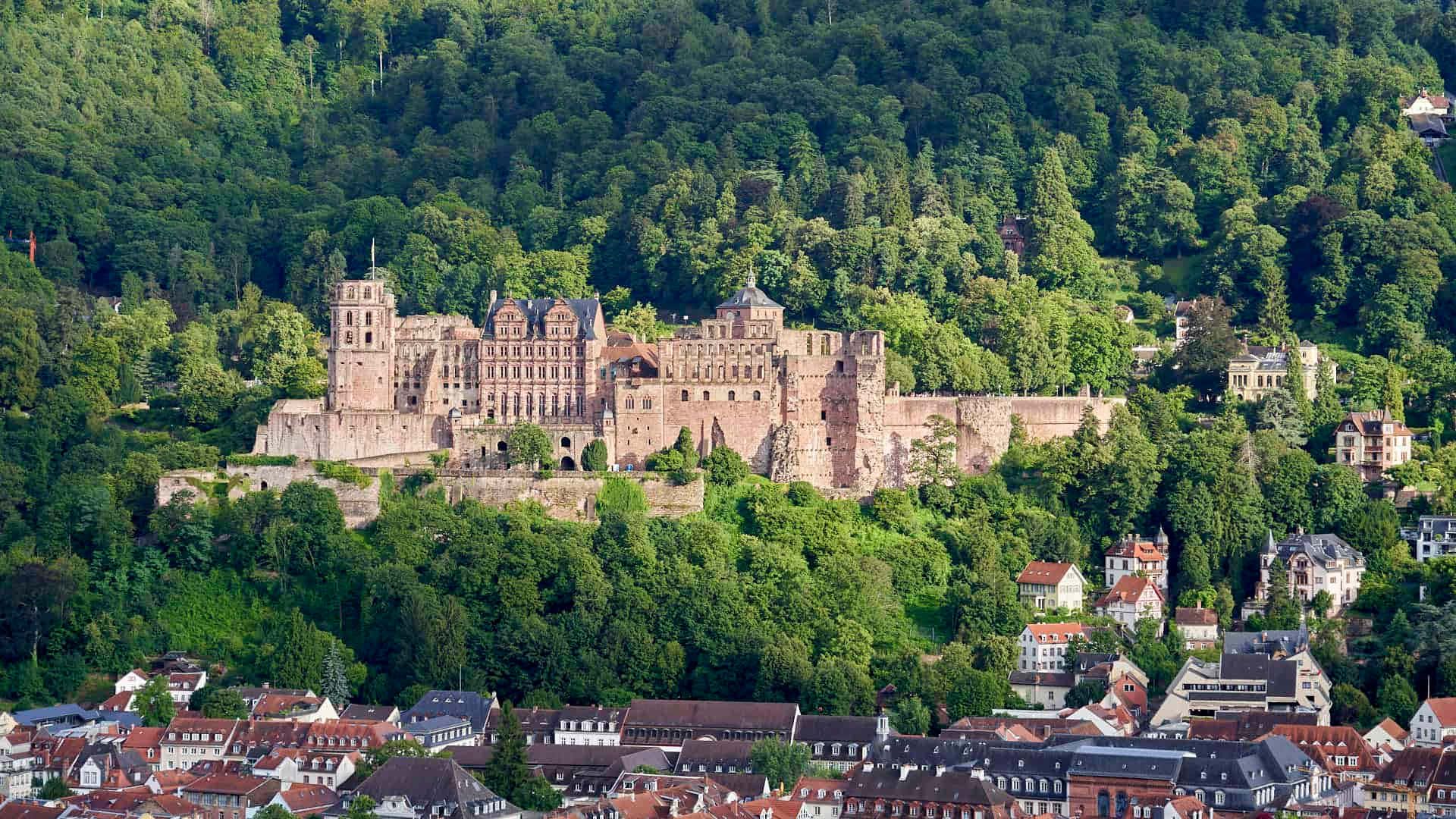 Skov omkring Heidelberg Slot Wallpapers