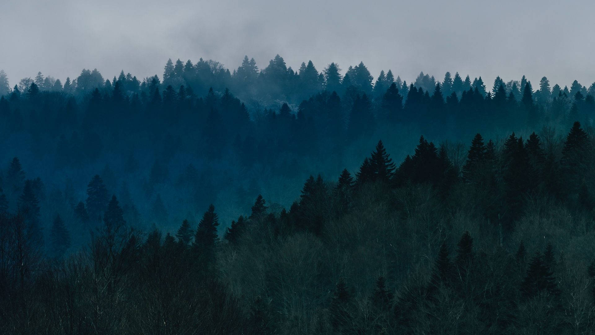 Skovudsigt med tåge Wallpapers