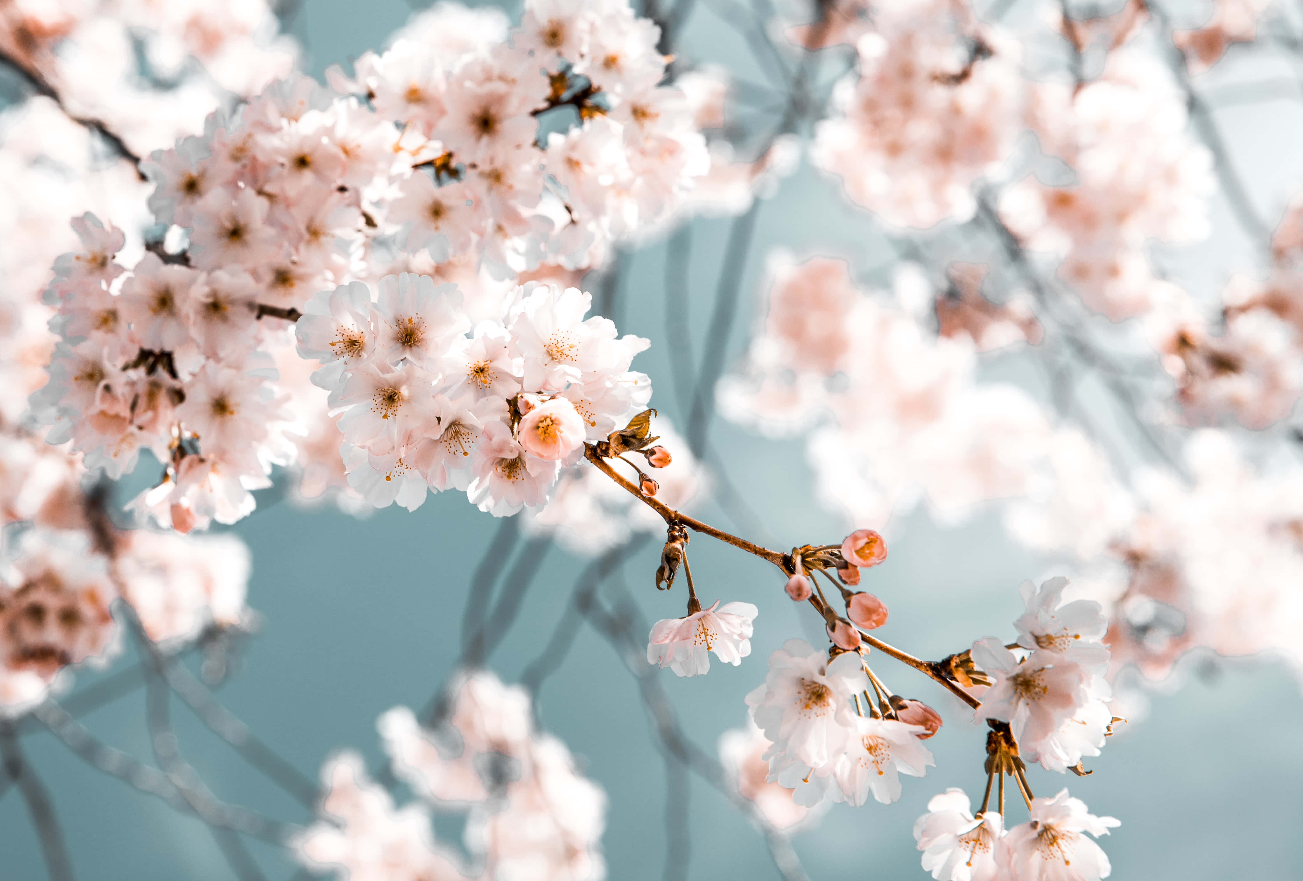 Skrivebordsbillede Kirsebærblomster Wallpapers