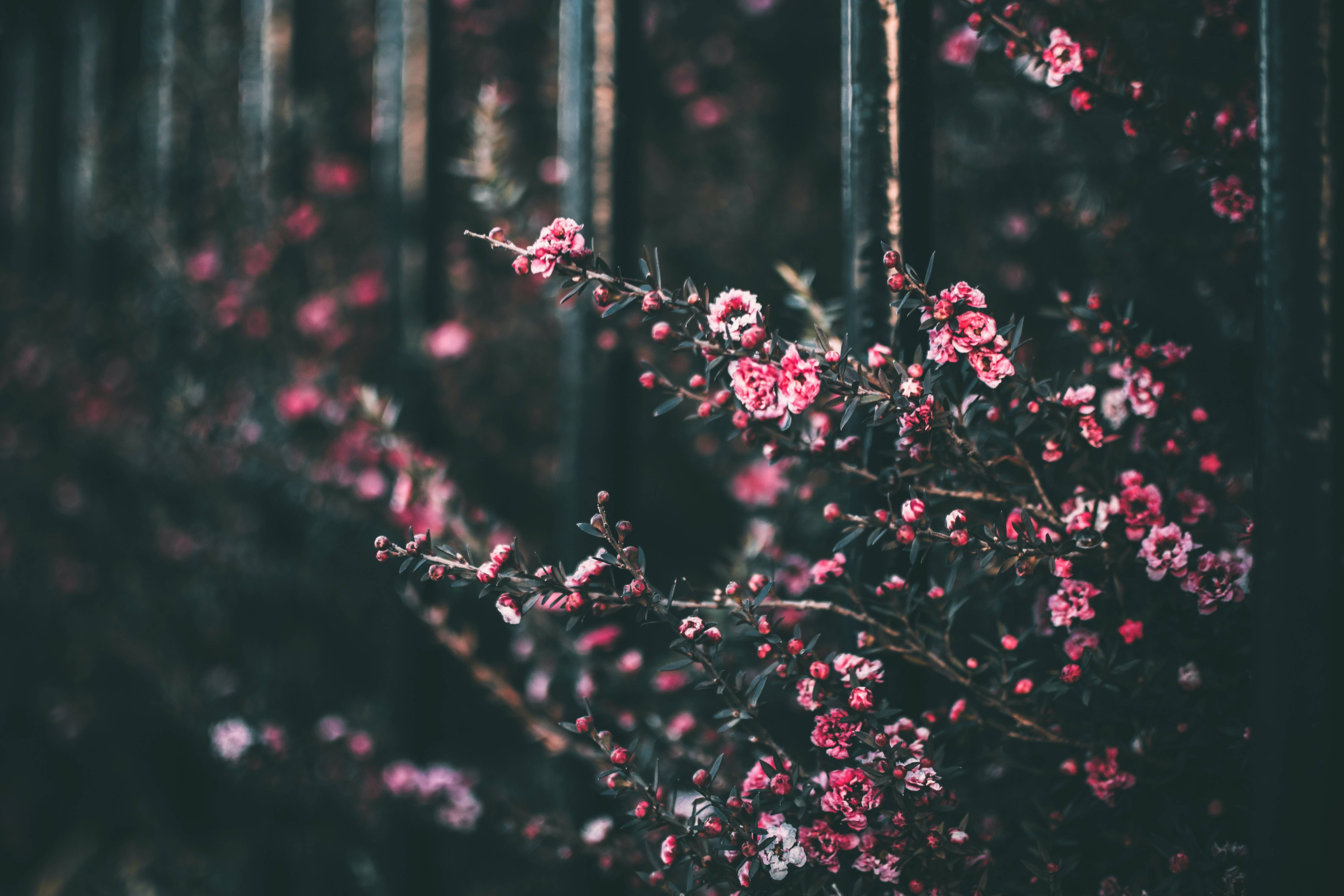 Skyggeagtige lyserøde blomster baggrund Wallpapers