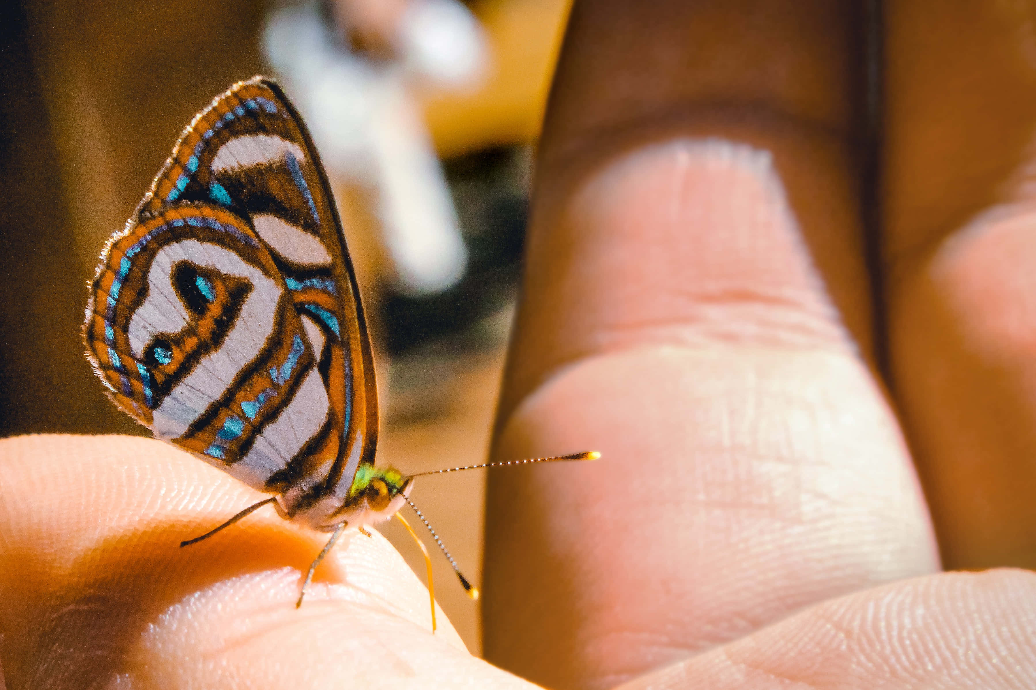 Slap af og nyd skønheden af en yndefuld Butterfly Aesthetic. Wallpapers