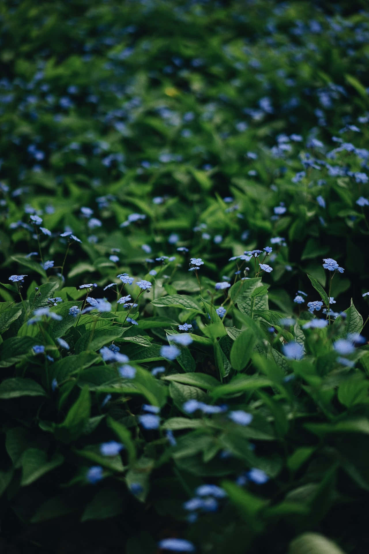Små blå blomster telefon Wallpapers