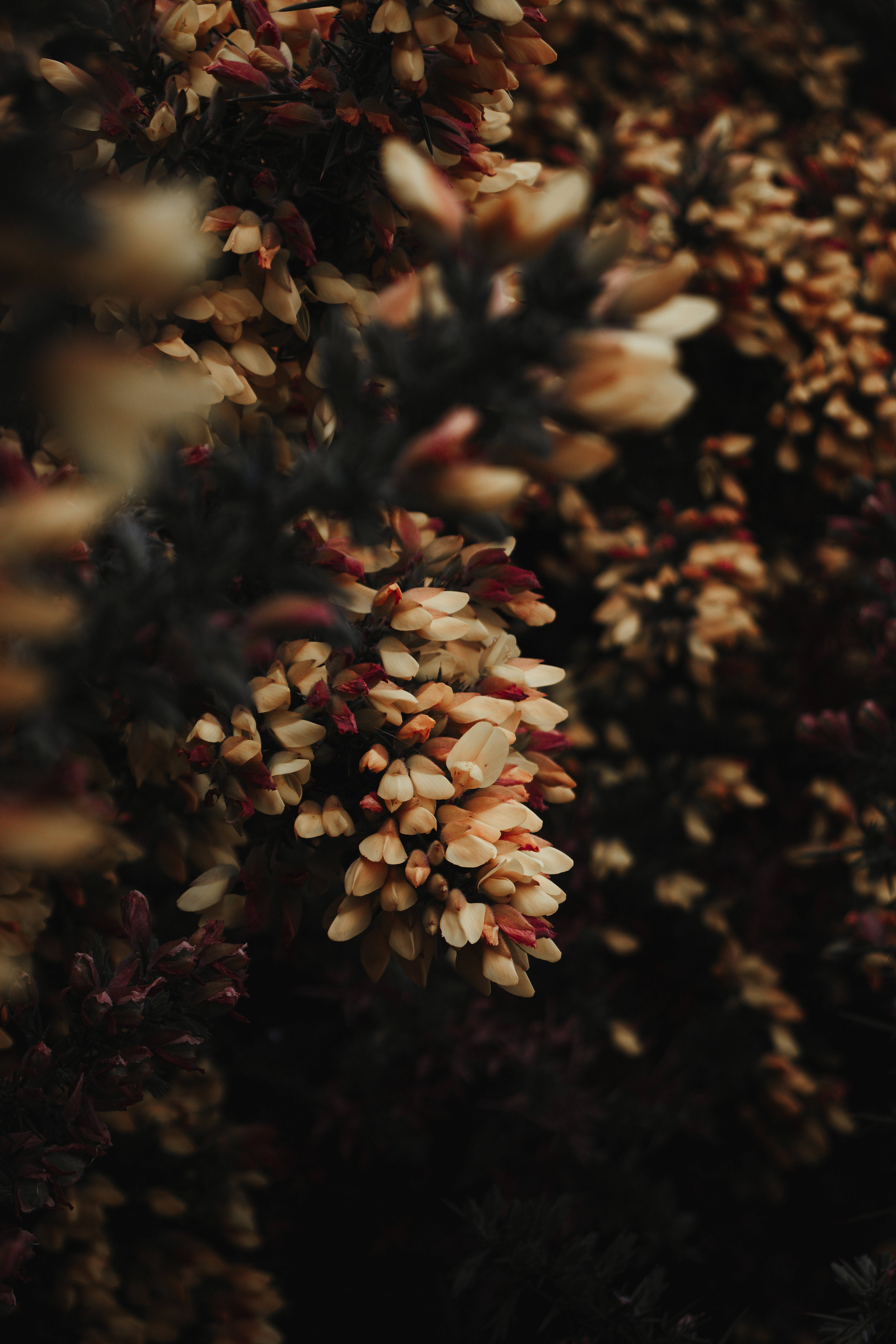 Små hvide blomster Floral iPhone Wallpapers