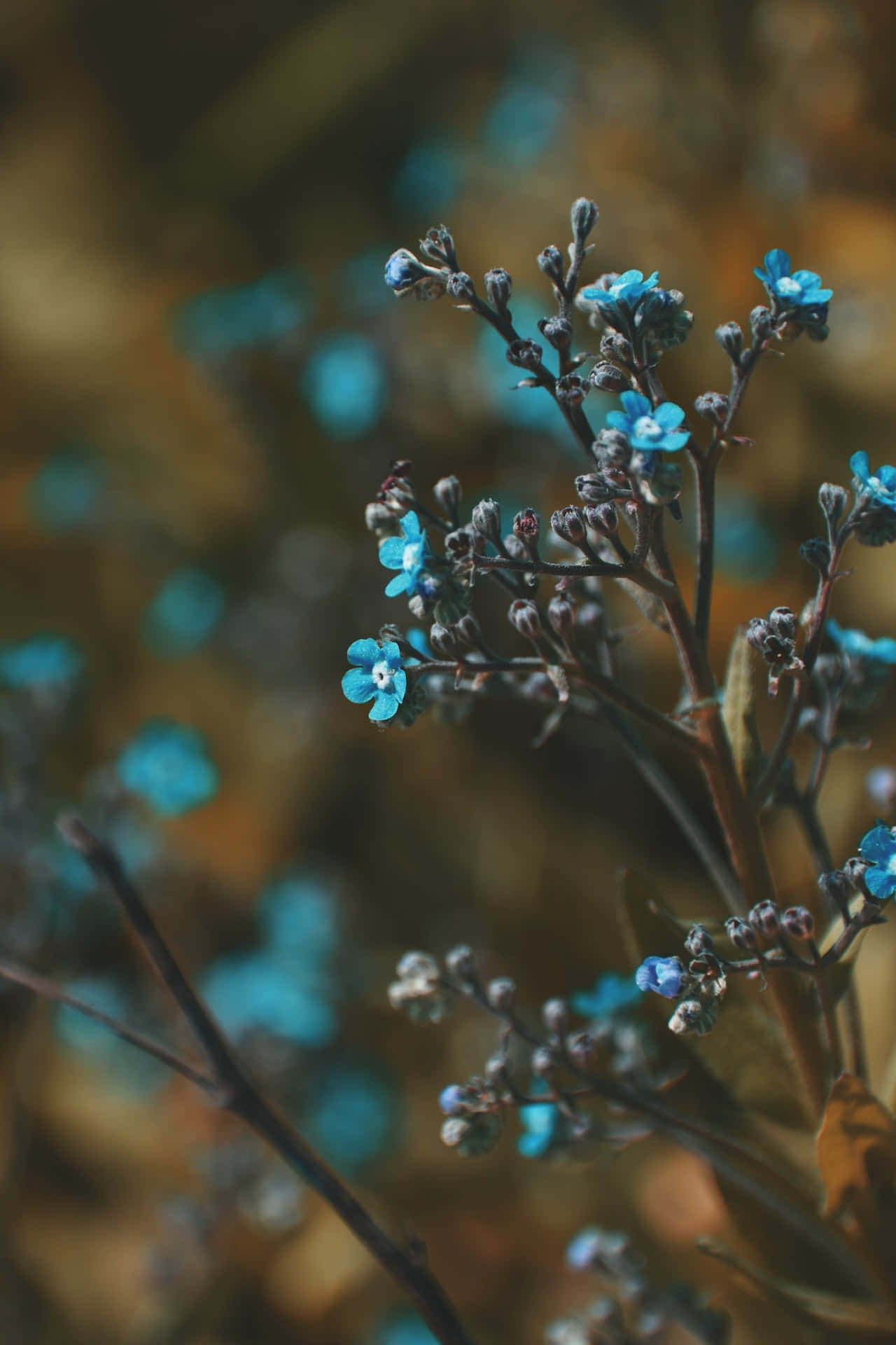 Små knopper blå blomster telefon Wallpapers