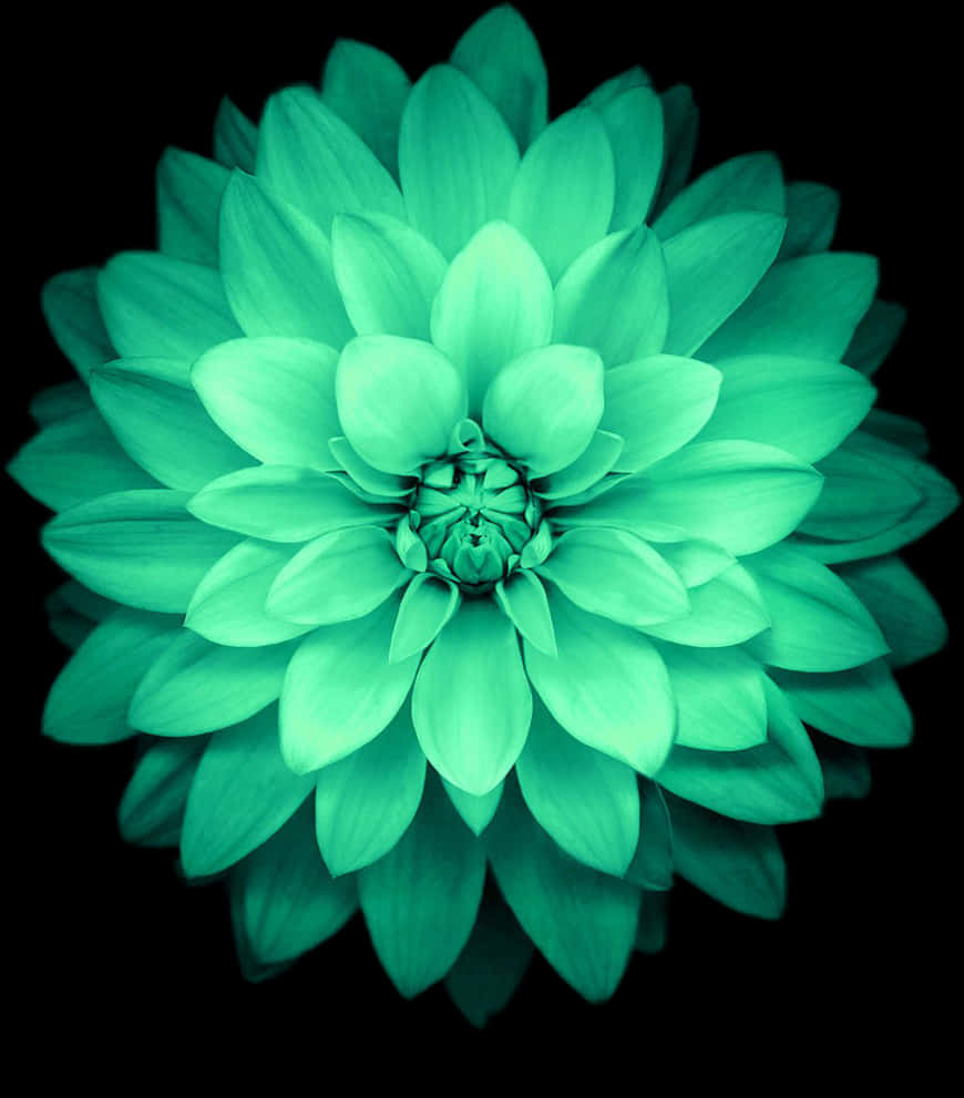Smaragdgrøn Dahlia i Blomst Wallpapers