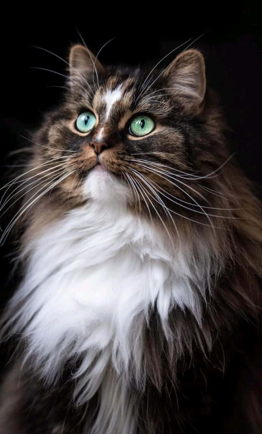 Smuk billede af en buttet kat Wallpapers