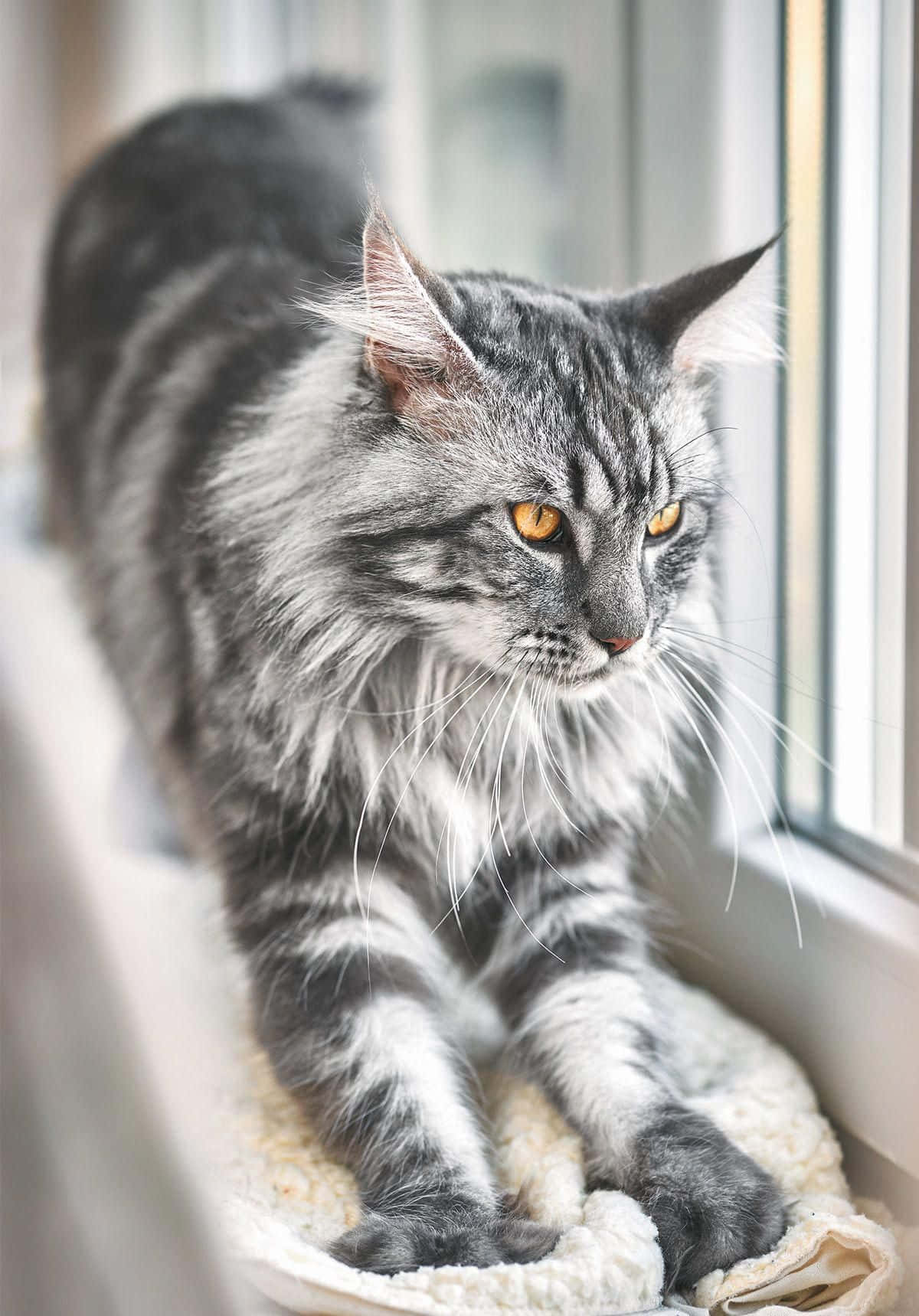 Smuk billede af en kat med orange øjne Wallpapers