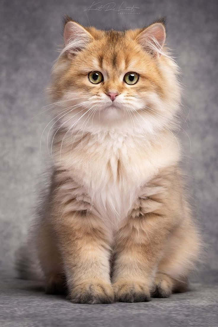 Smuk billede af en smuk lys brun kat Wallpapers