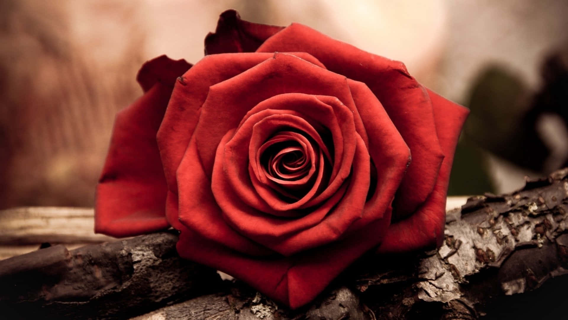 Smuk buket af røde roser Wallpapers