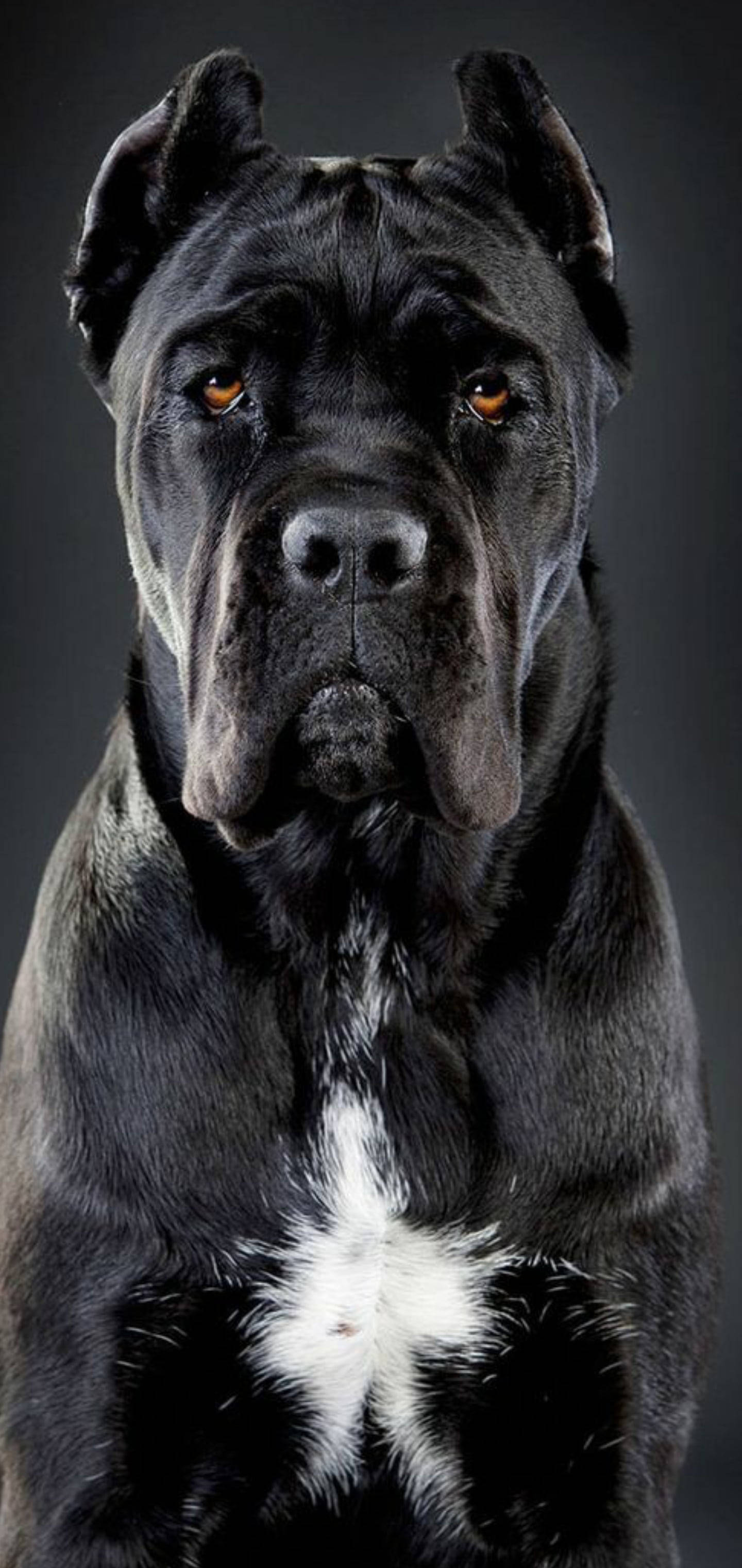 Smuk Cane Corso Hund Wallpapers