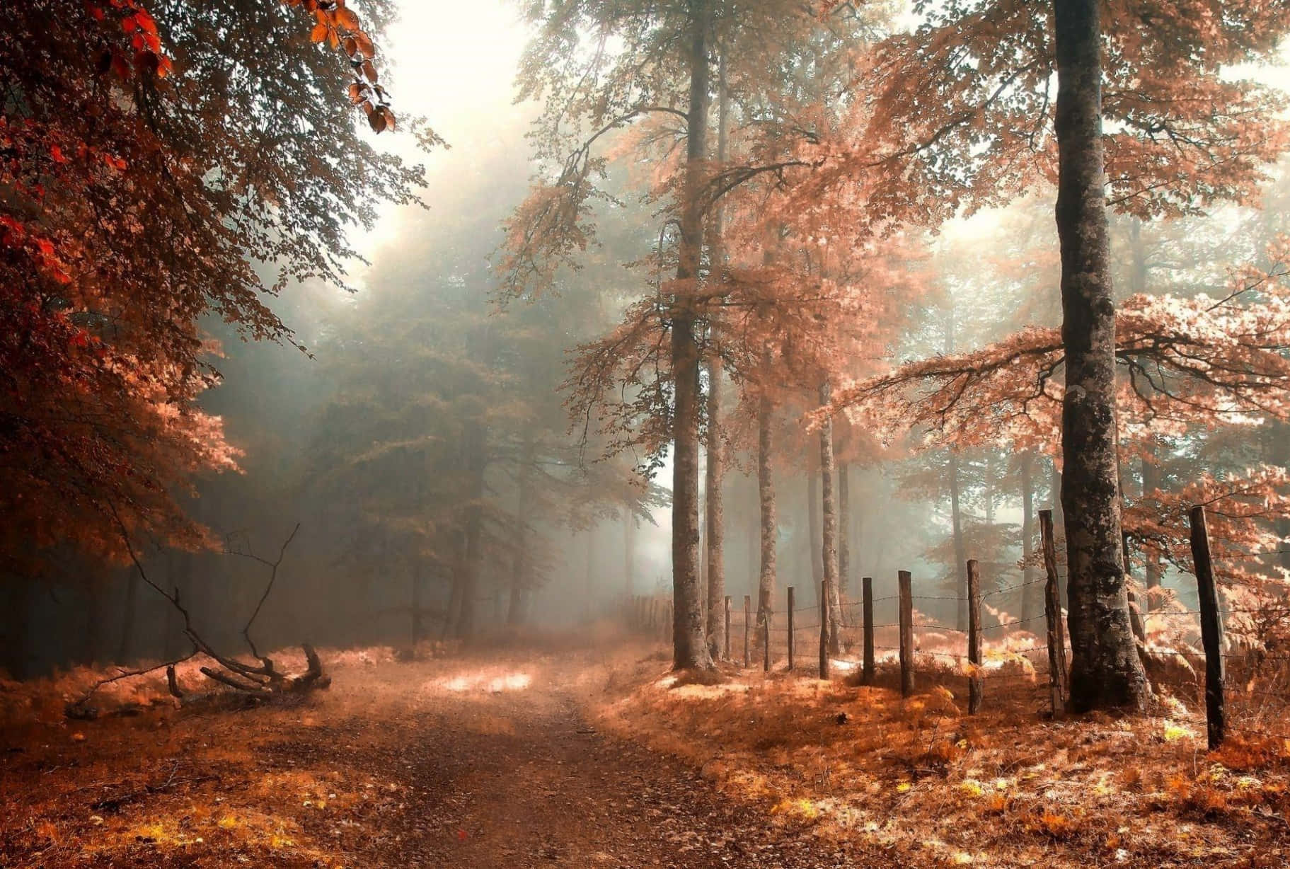 Smuk efterårsscene fra en farverig skov Wallpapers