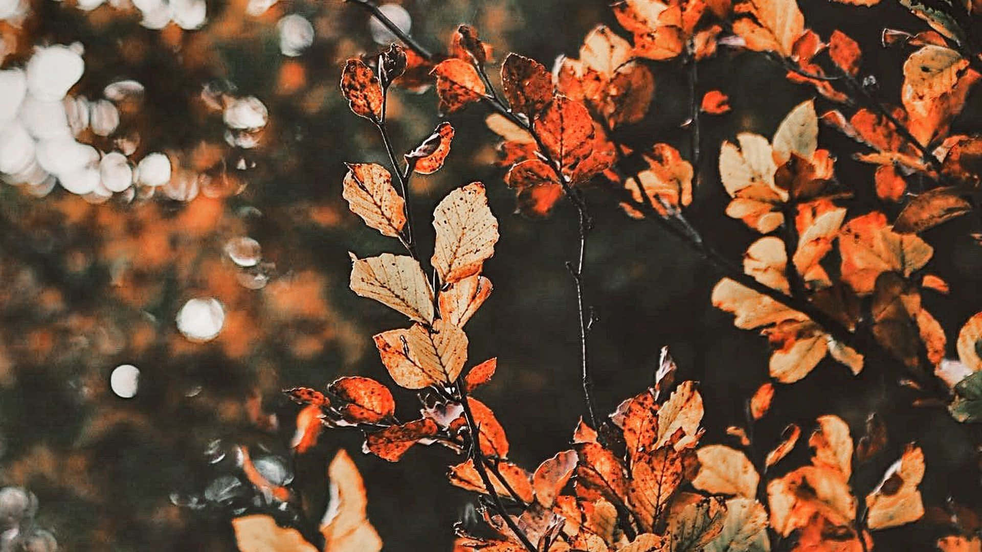 Smuk efterårstræ i et gyldent felt Wallpapers