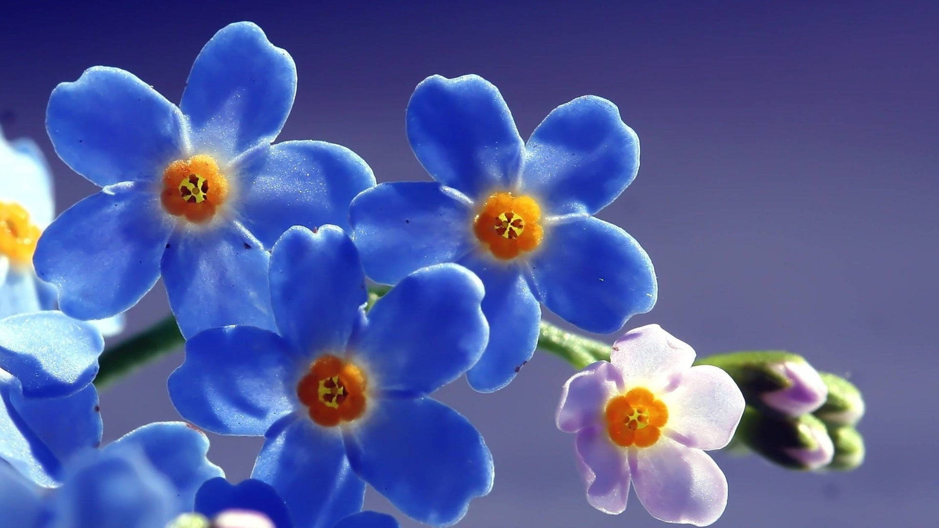 Smuk forglemmigej i nærbillede Wallpapers