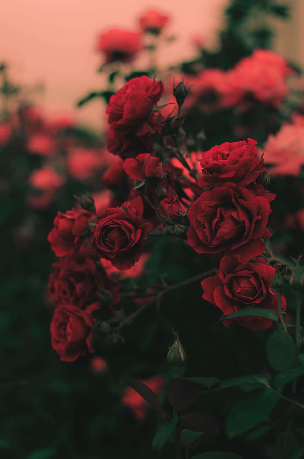 Smuk gul rosebuket fyldt med livlighed og charme. Wallpapers