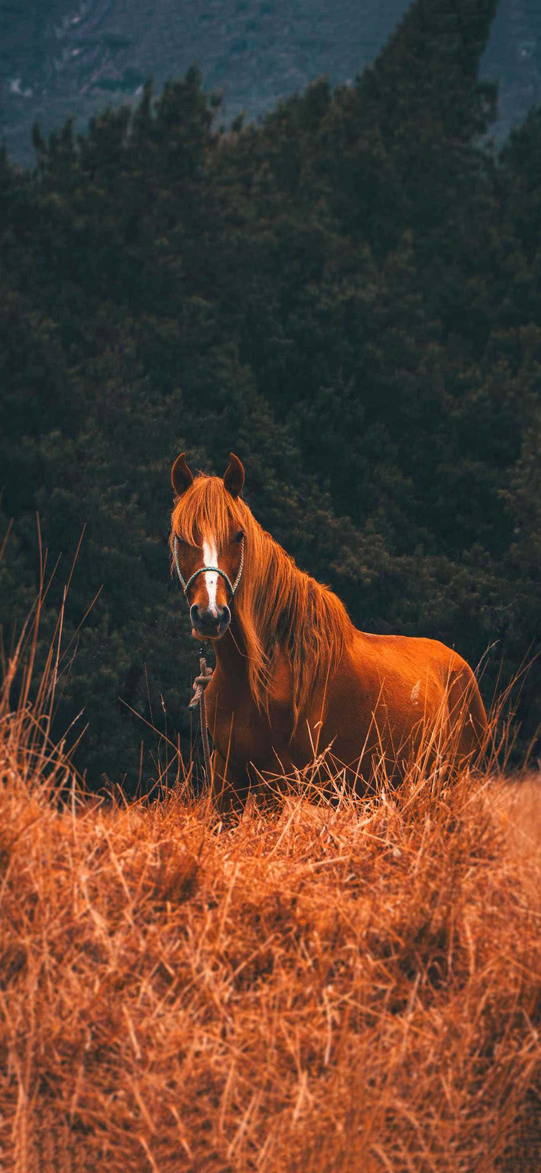 Smuk hest i camouflage Wallpapers
