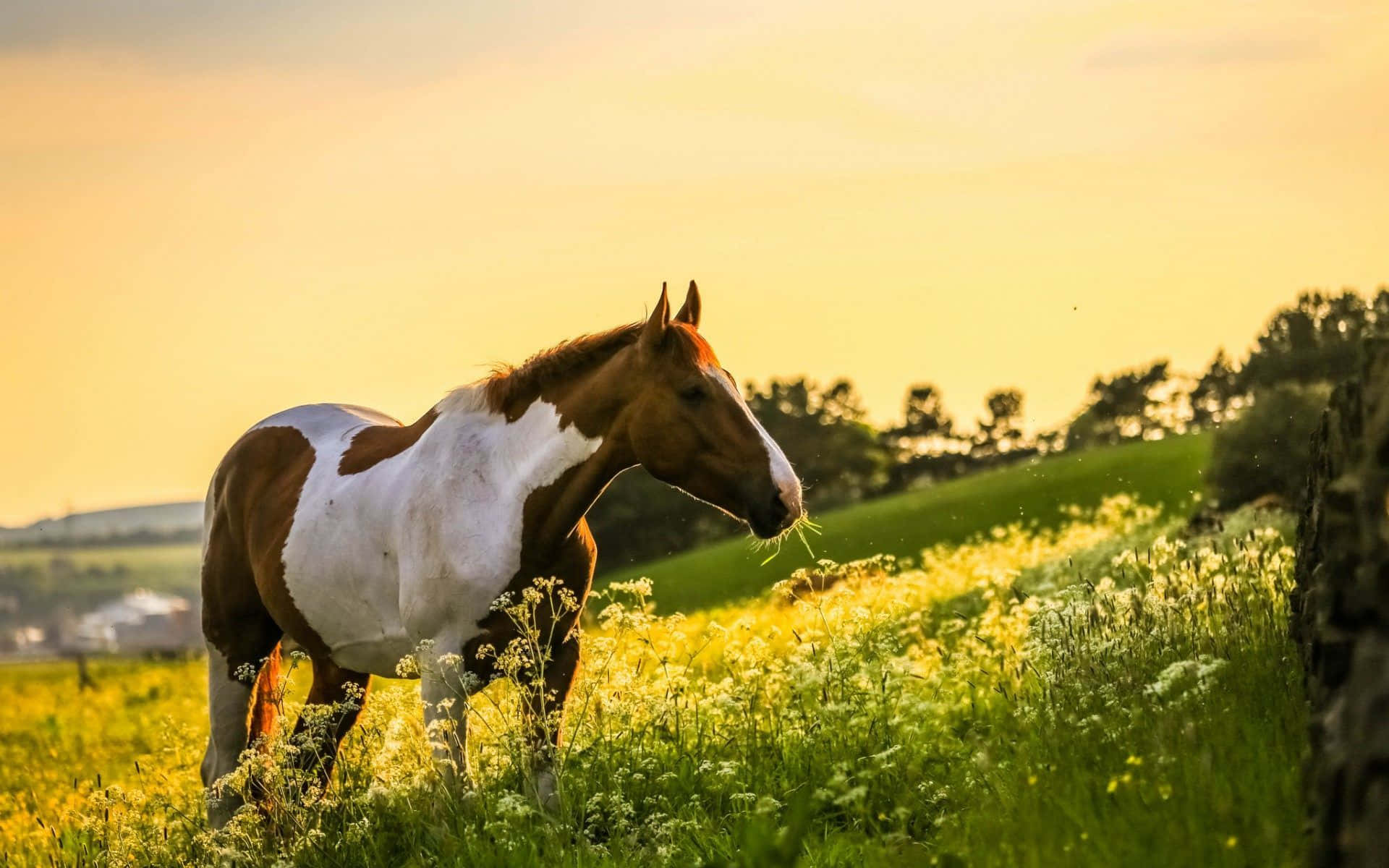 Smuk hest i vildblomstermark Wallpapers
