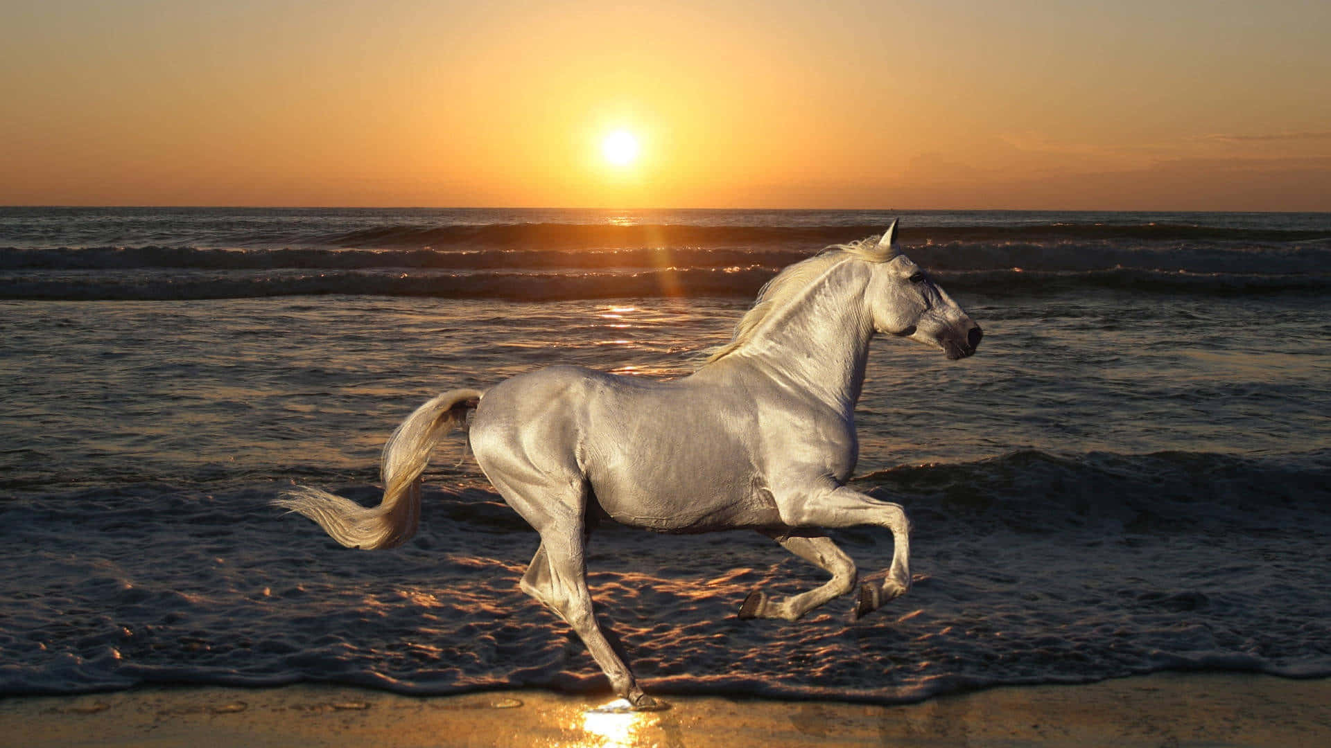 Smuk hest ved havet Wallpapers