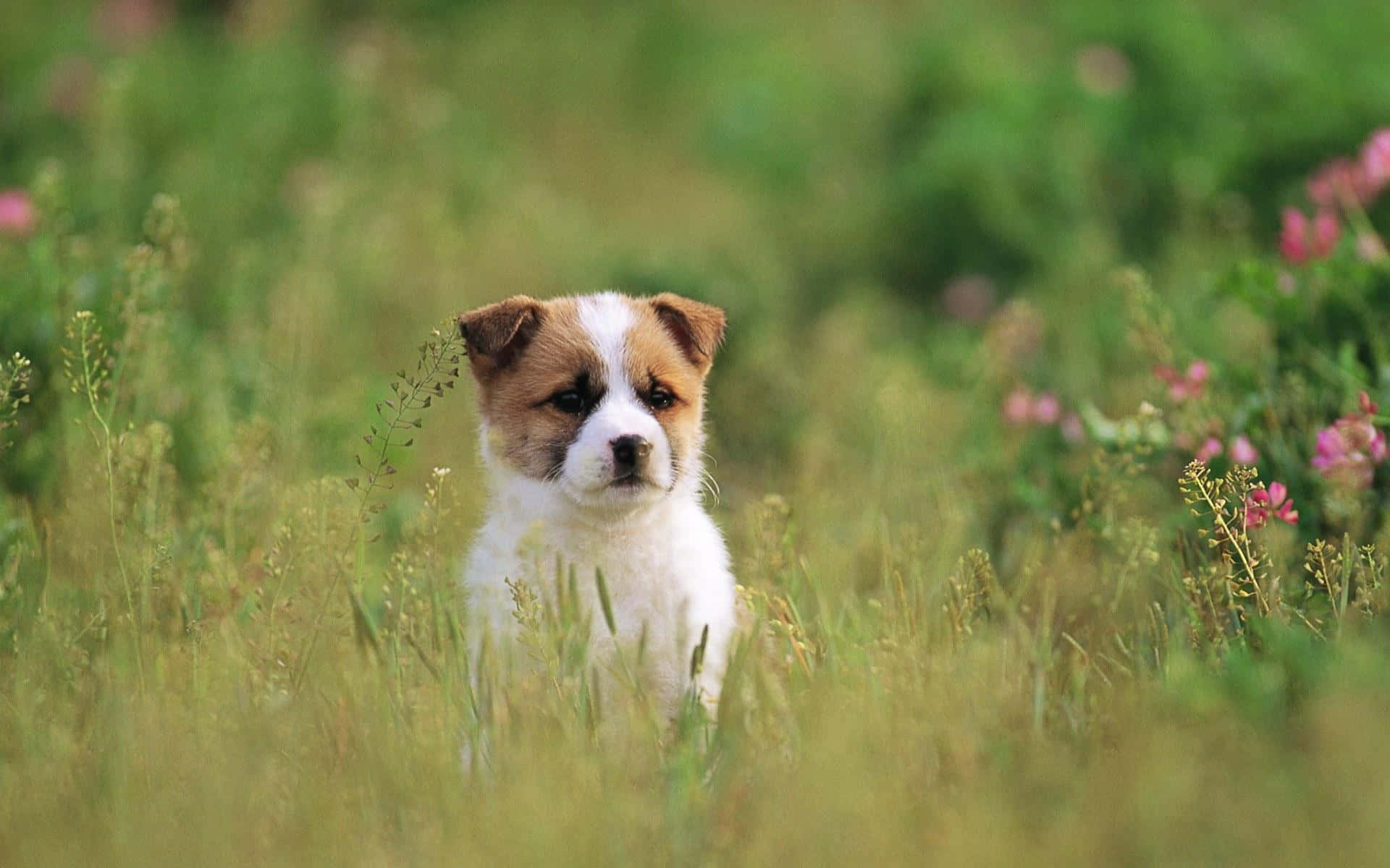 Smuk hund i højt græs Wallpapers