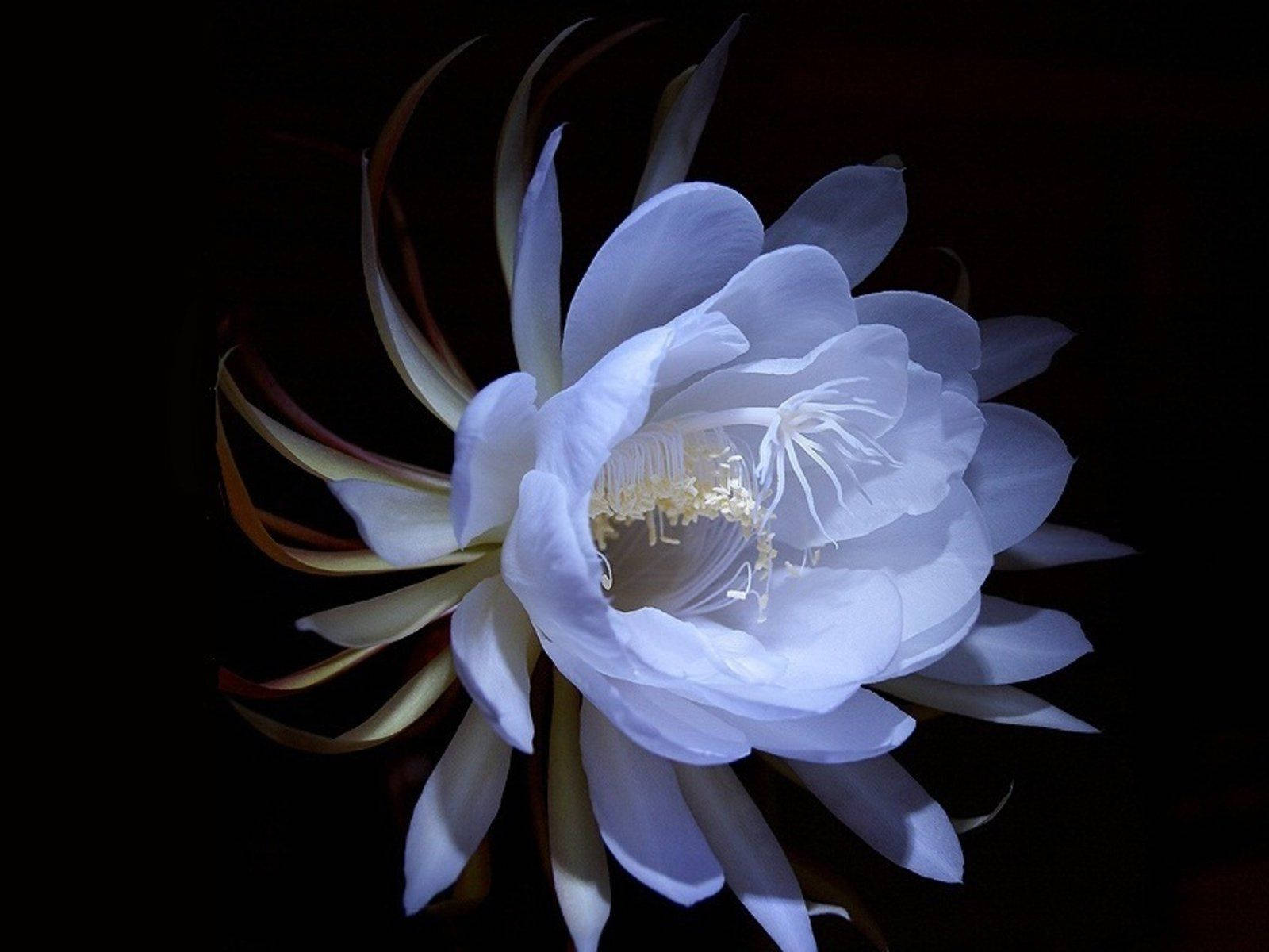 Smuk hvid blomst til skrivebordet Wallpapers