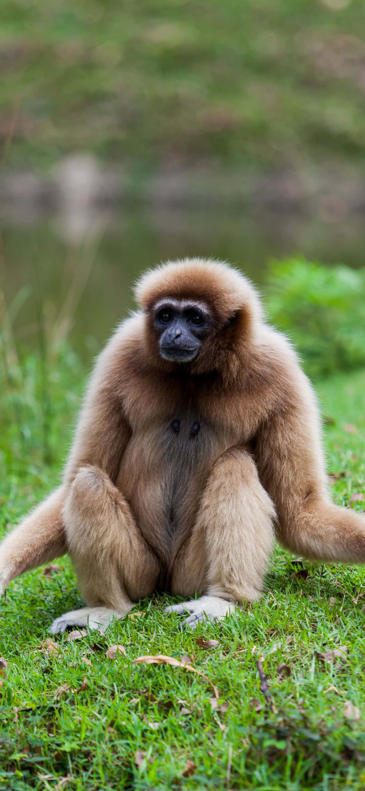 Smuk iPhone XS Max gibbon i sit naturlige habitat Wallpapers