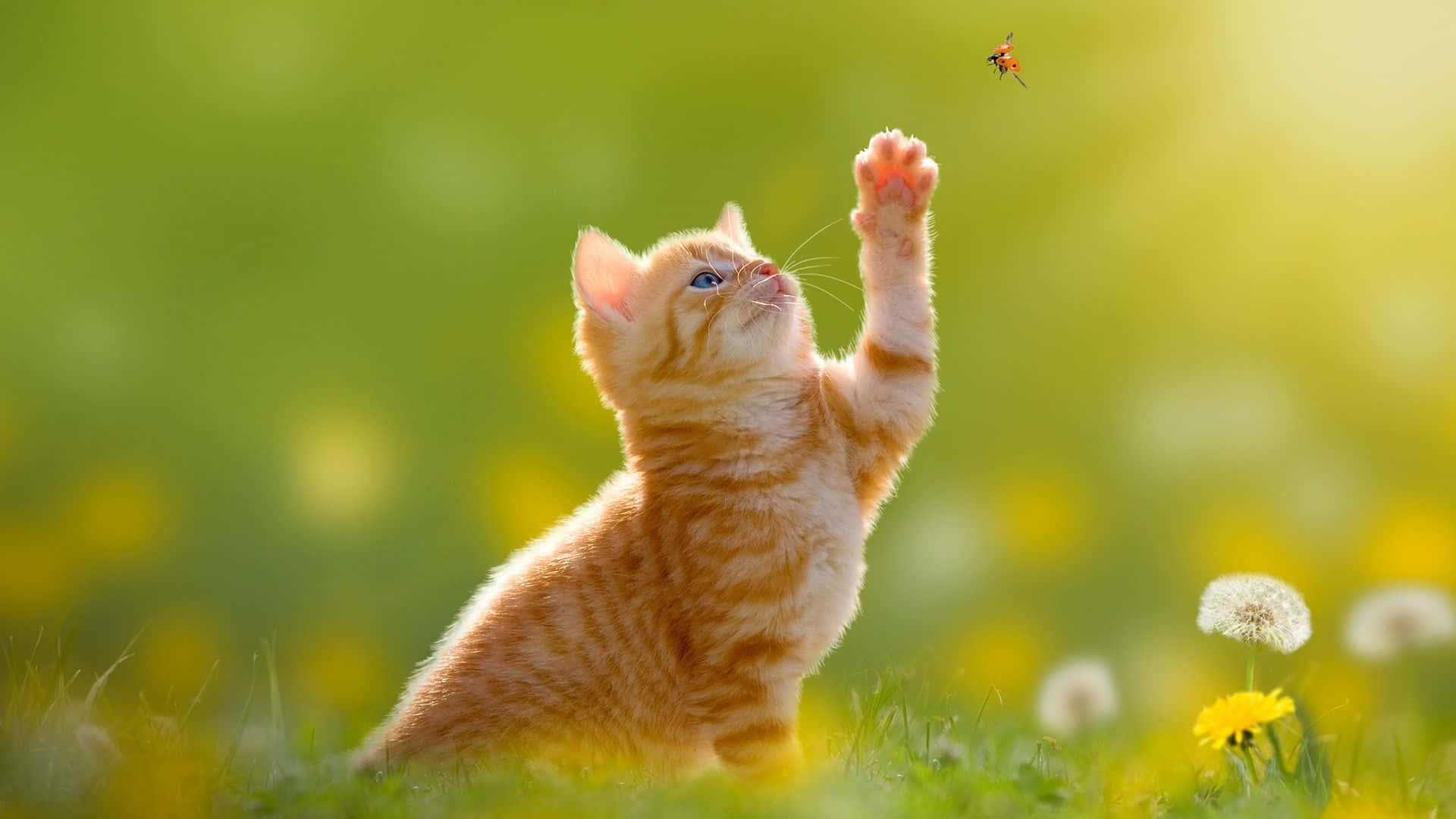 Smuk kat fanger en insekt Wallpapers