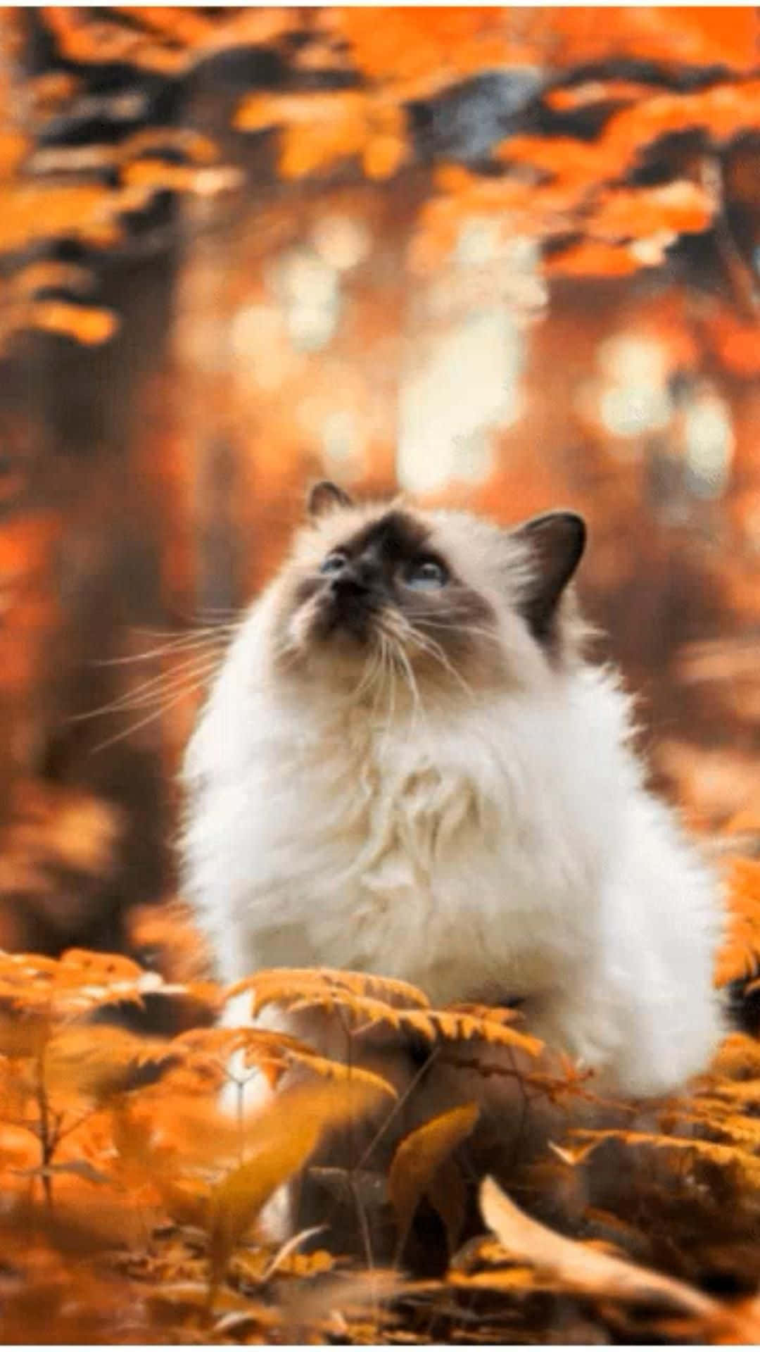 Smuk kat i skoven Wallpapers