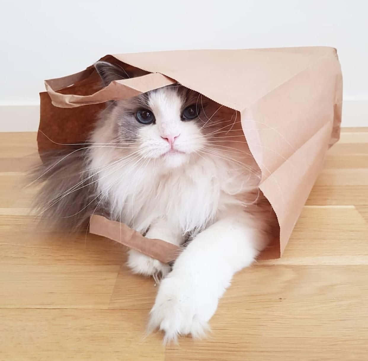 Smuk kat inde i en papirspose billede Wallpapers